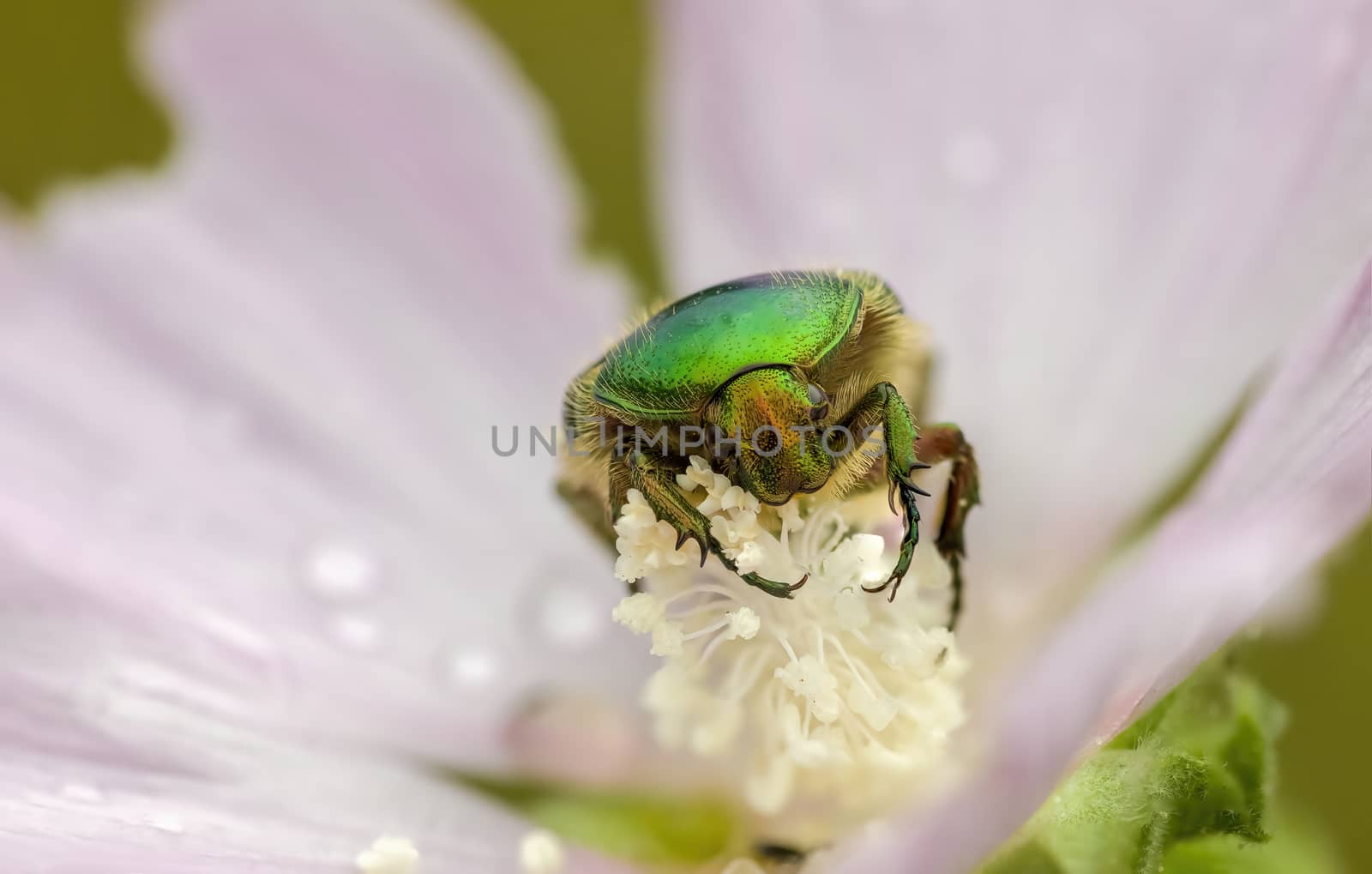 a Small beetle insect on a plant in the meadows