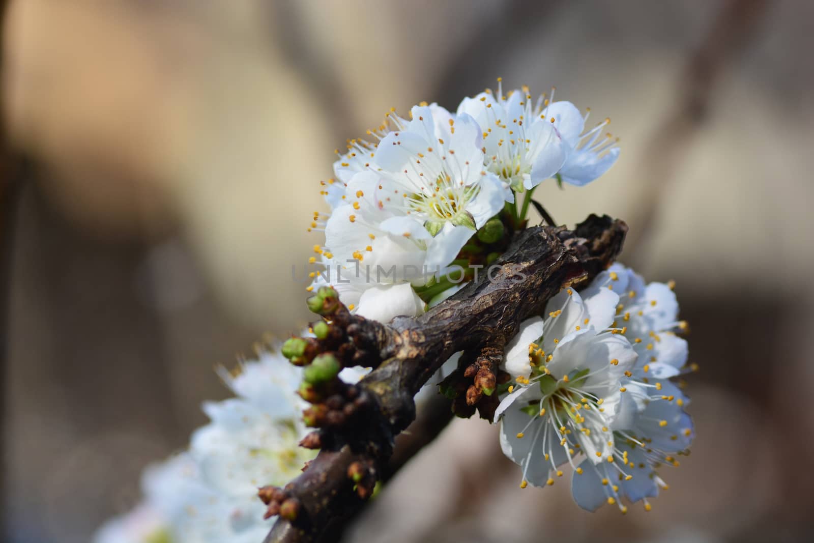 Blooming White Chinese plum flower or Japanese apricot, Korean green plum, East Asia, is usually called plum blossom
