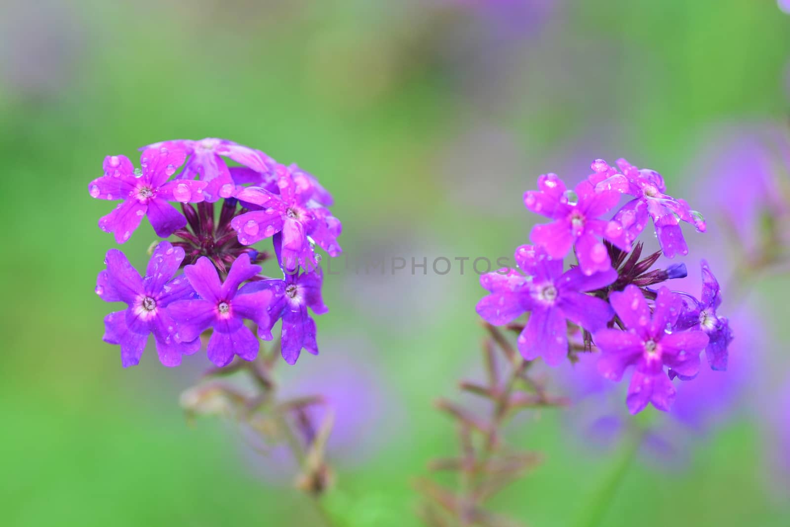Blooming purple Verbena flowers, note select focus the left with shallow depth of field