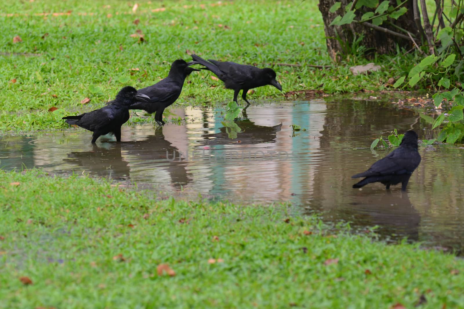 jungle crow  standing on the water in nature, note select focus leftmost