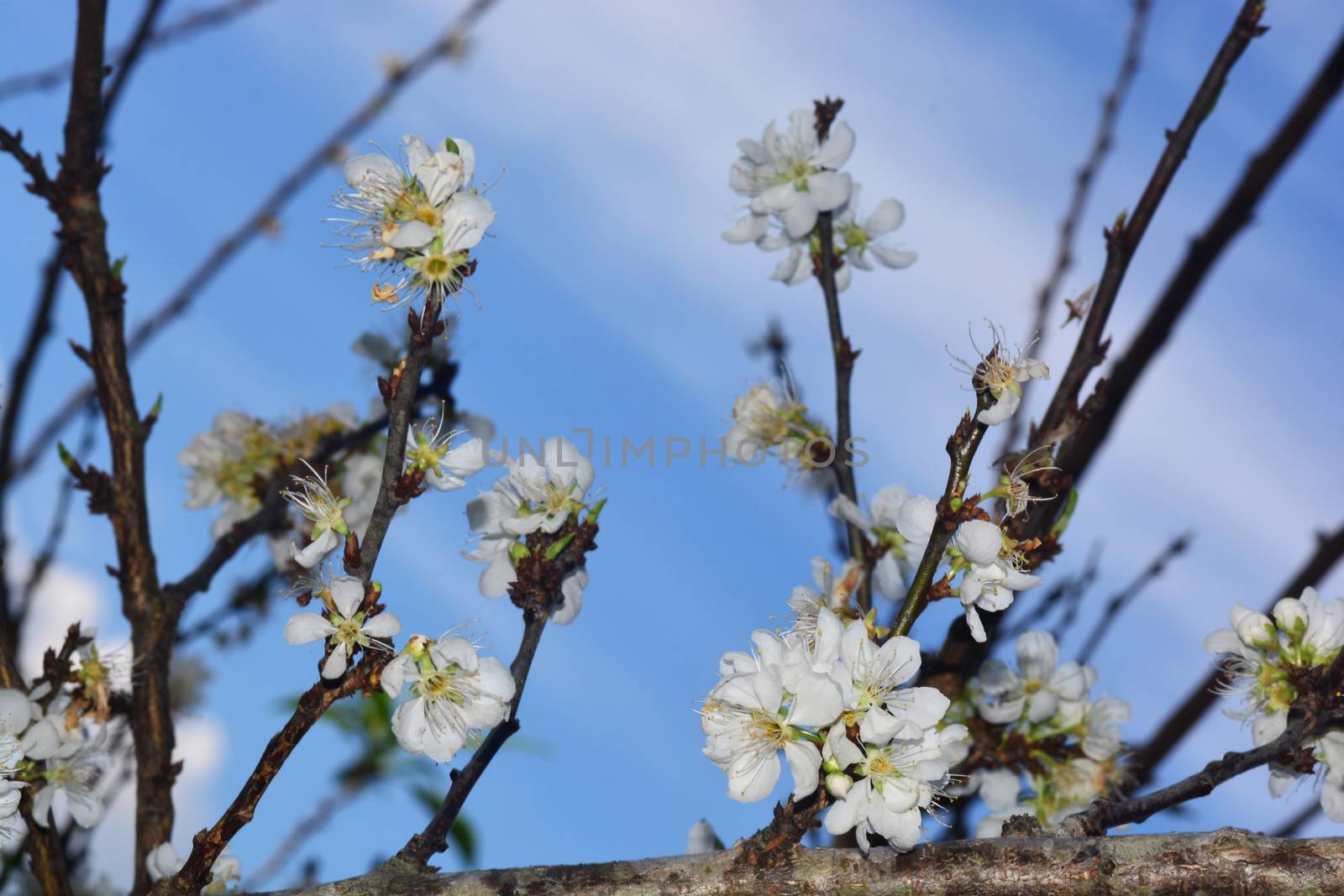 Blooming White Chinese plum flower or Japanese apricot, Korean green plum by ideation90