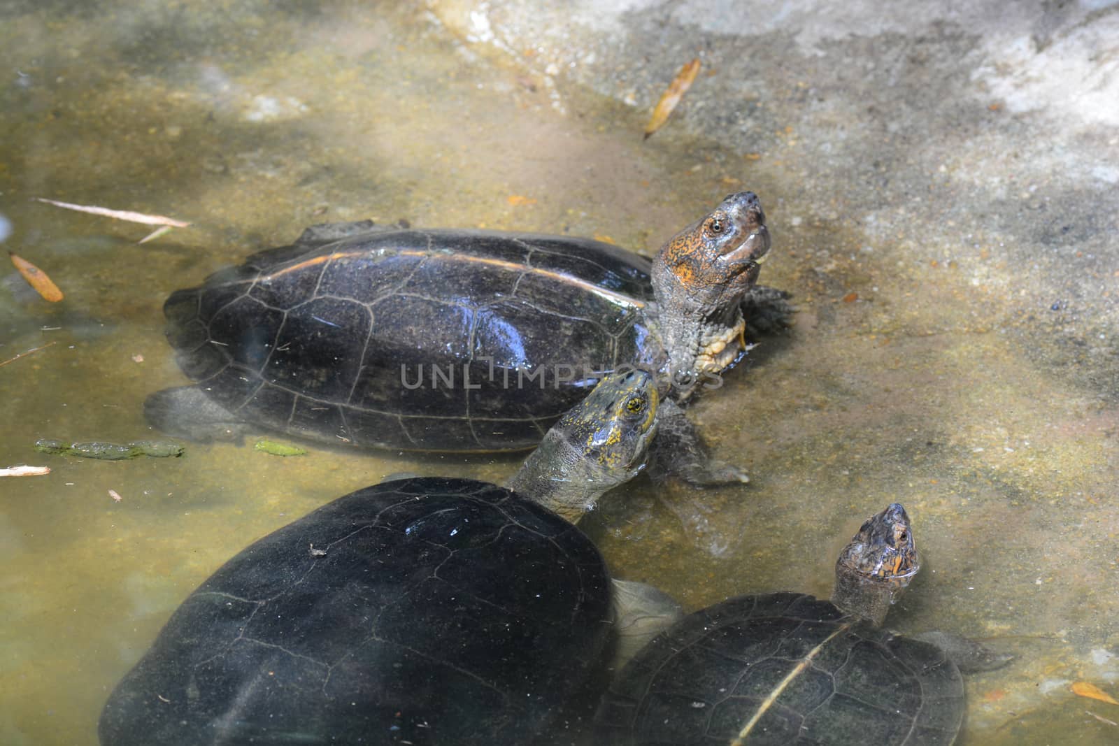 turtles in pond