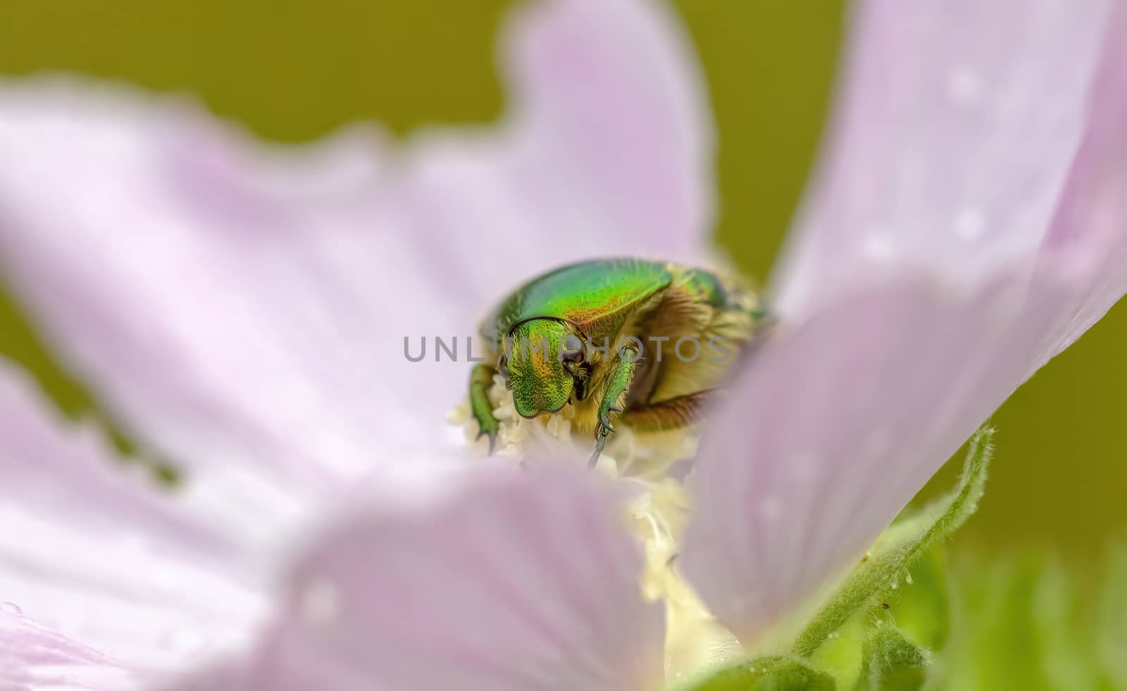 a Small beetle insect on a plant in the meadows