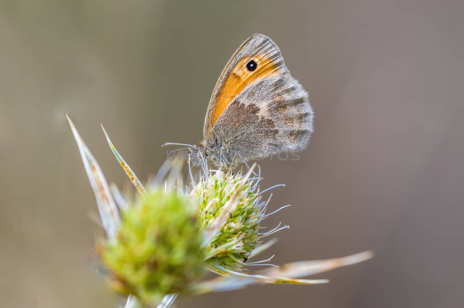 a Small butterfly insect on a plant in the meadows