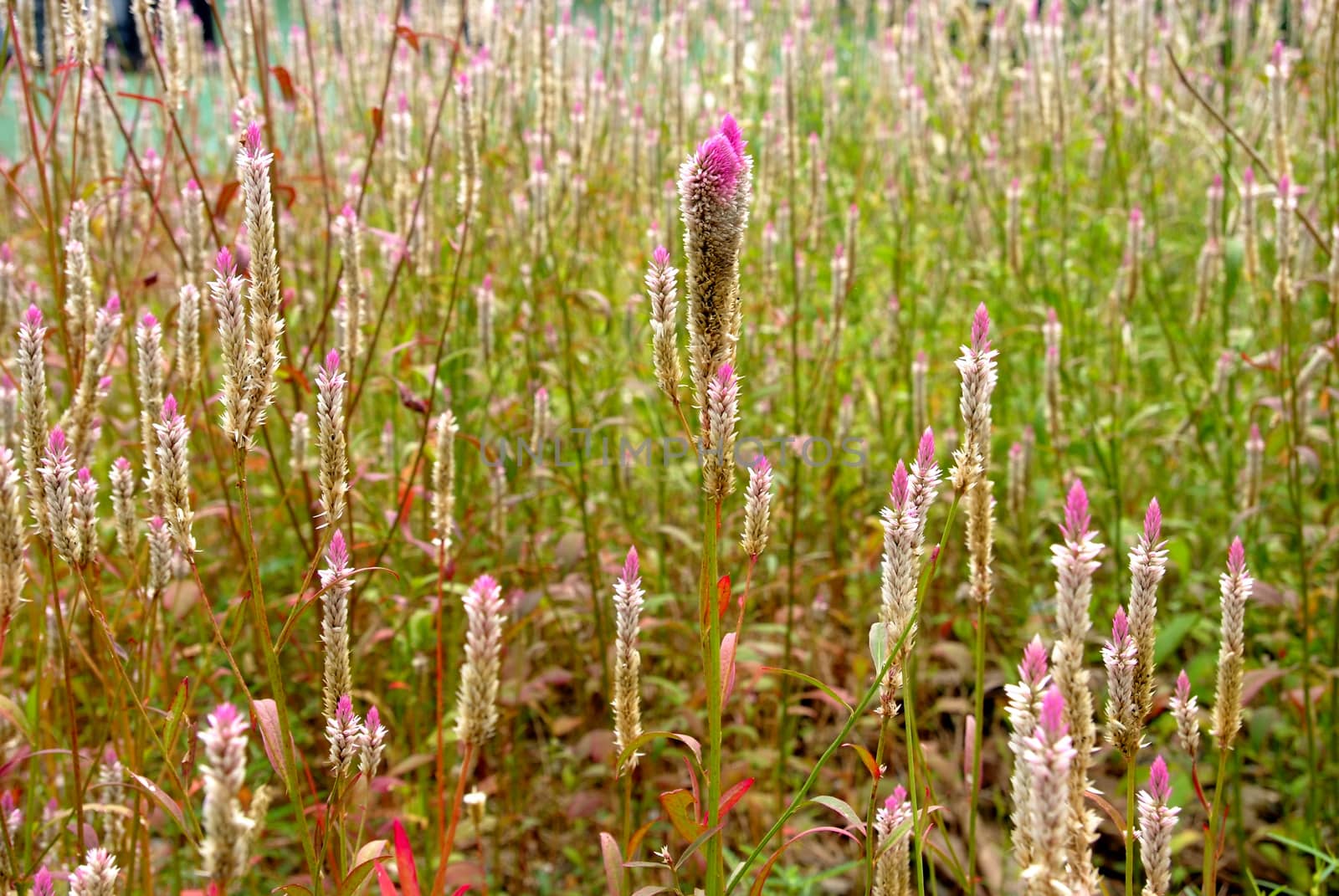 Soft focus of Liatris spicata, dense blazing star, prairie gay feather, note select focus center of picture with shallow depth of field