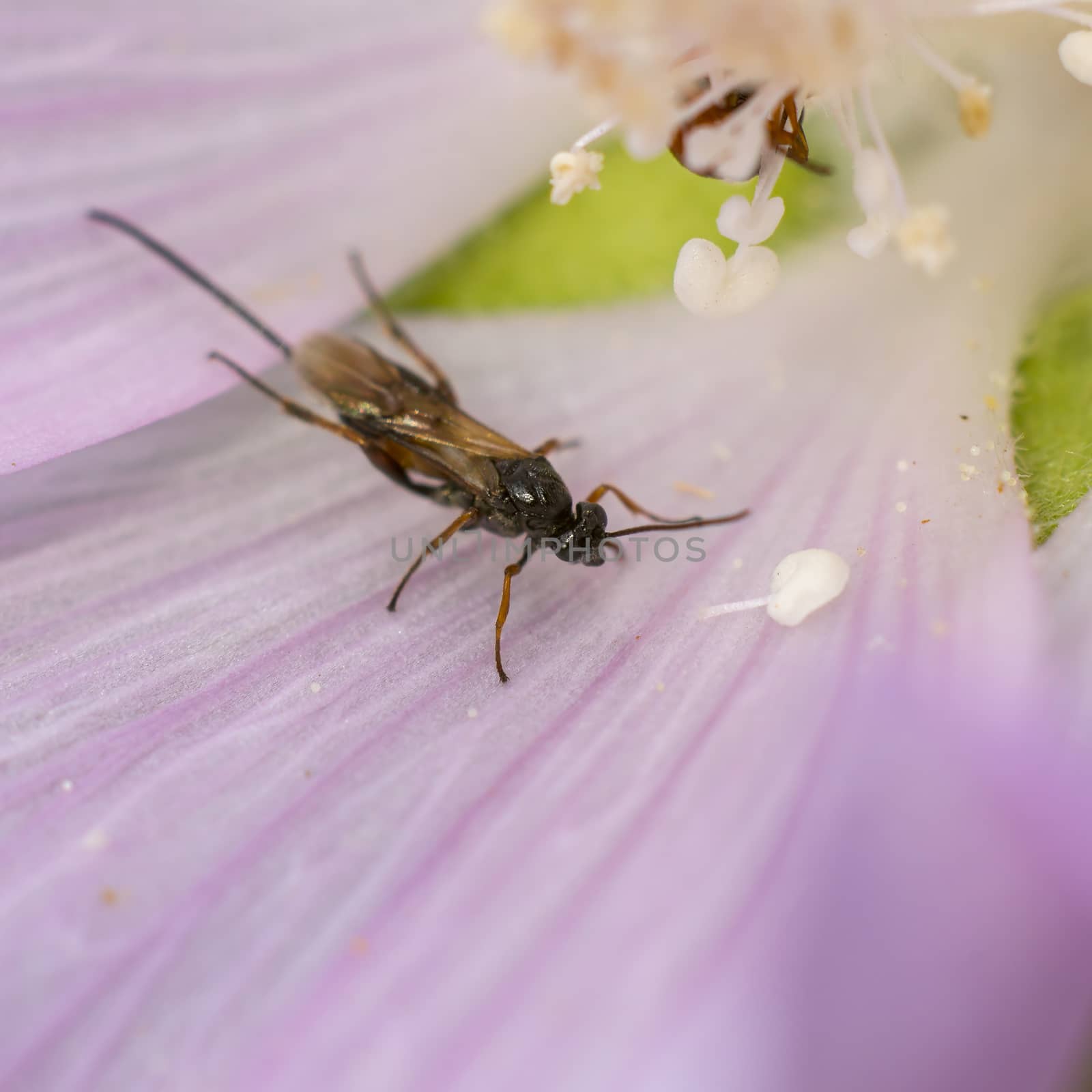 a Small wasp insect on a plant in the meadow by mario_plechaty_photography