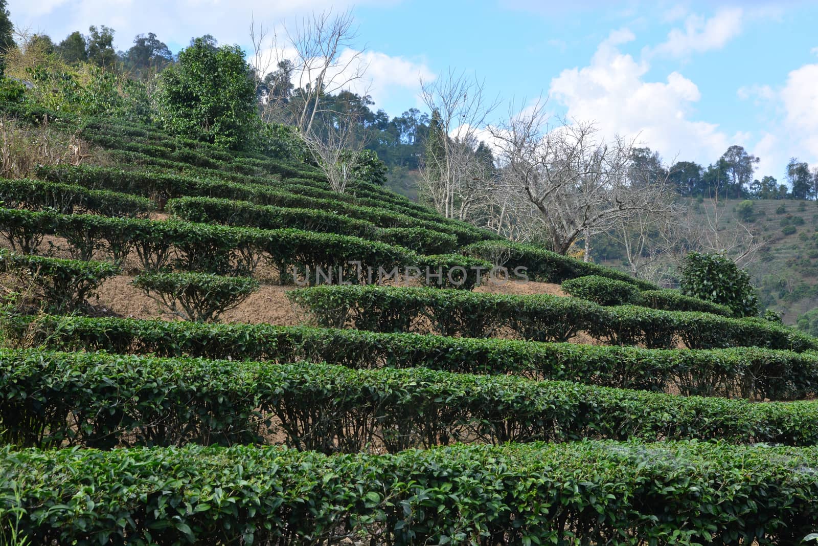 Tea plantation on hill by ideation90
