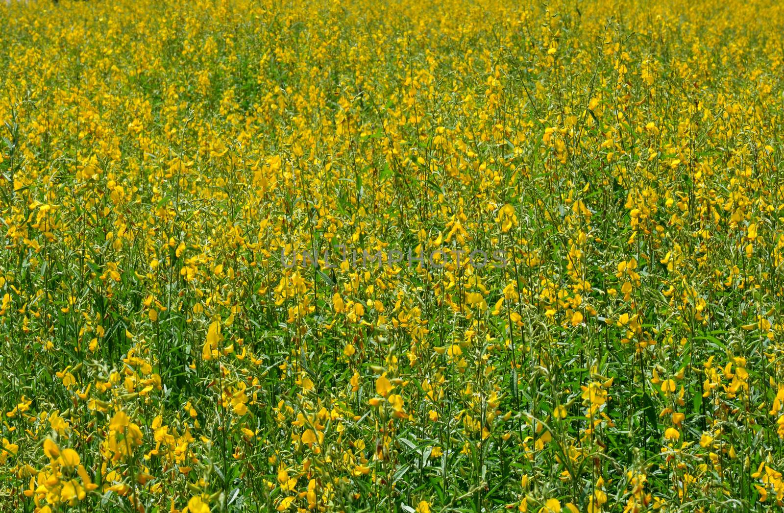 Farm Sunn Hemp flowers, Indian hemp flower field, Madras hemp or Crotalaria juncea is a tropical Asian plant used for green manure forage, organic soil building and cover crop applications