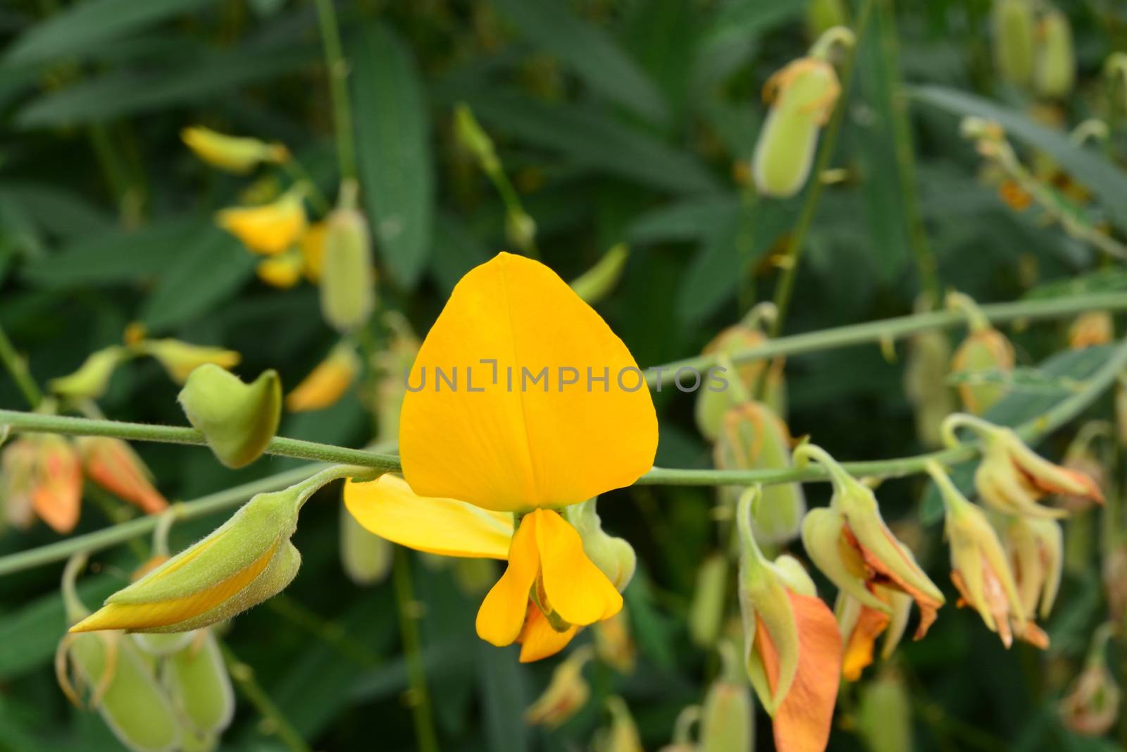Close up Blooming yellow Sunn hemp flowers or Crotalaria juncea is a tropical Asian plant used for green manure forage, organic soil building and cover crop applications