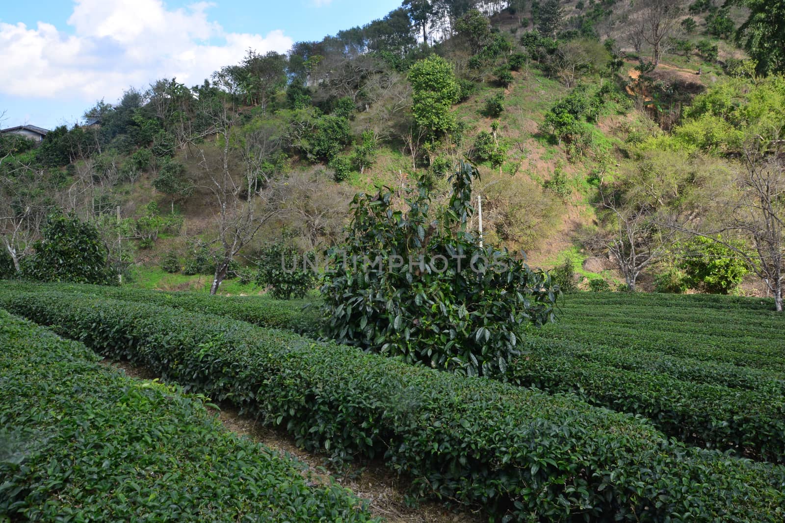 Tea plantation on hill by ideation90