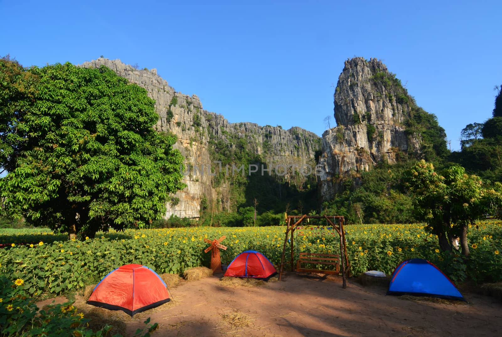 Orange, Red, Blue camping tent at Sunflower field, Ban Mung, Noen Maprang District, Phitsanulok Province, Thailand