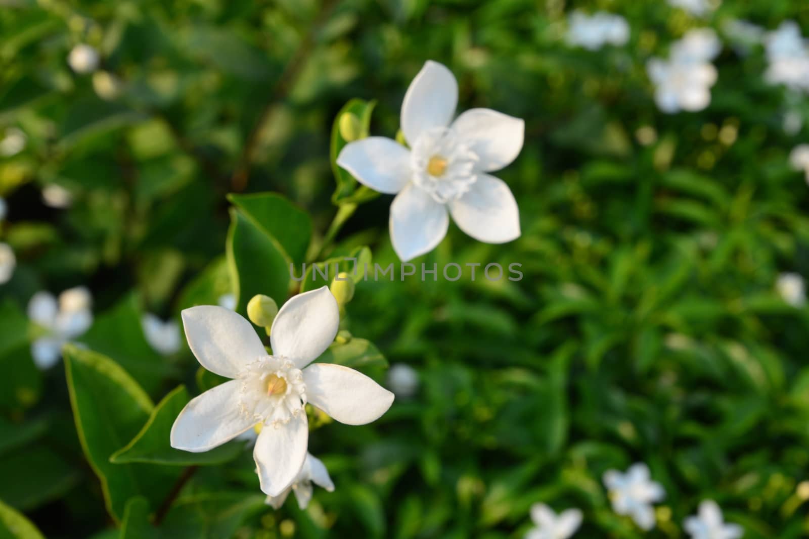 Blooming white flower of White Inda flower or Wrightia antidysenterica flower by ideation90