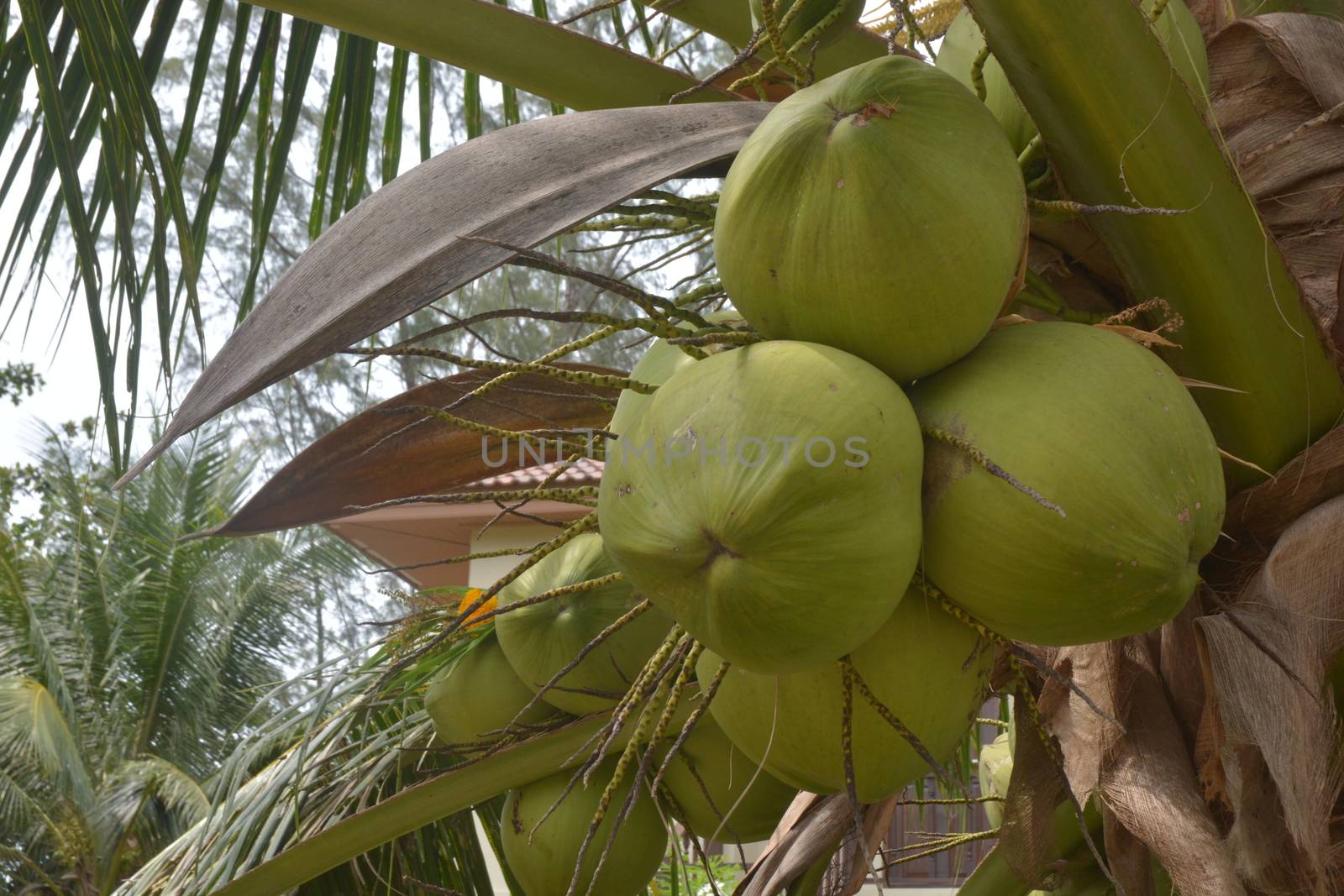 Soft focus of Coconut fruits on Coconut palm