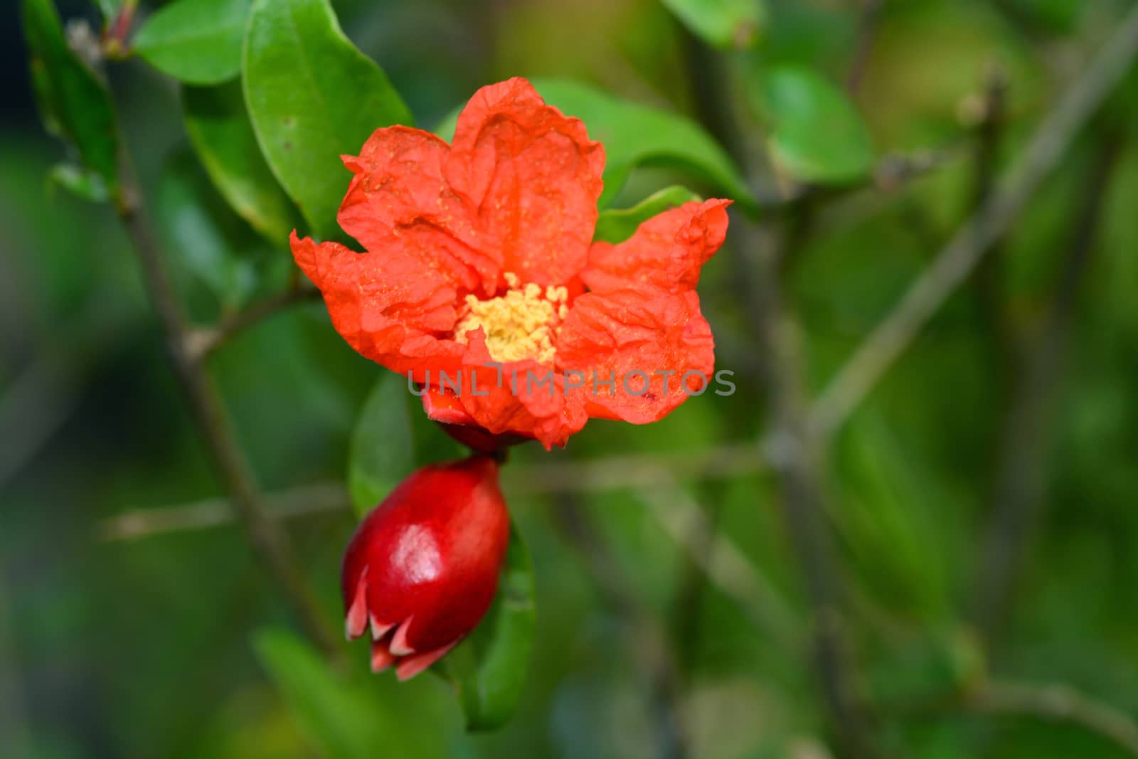 Pomegranate flowers or Punica granatum flowers