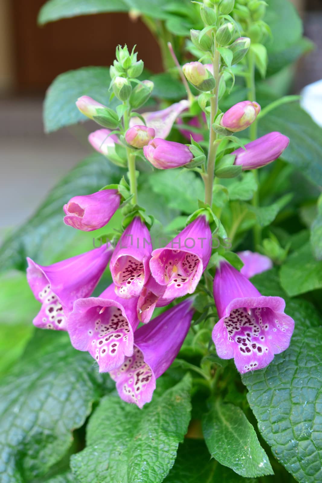 Beautiful  Blooming  Purple Pink Digitalis flower by ideation90