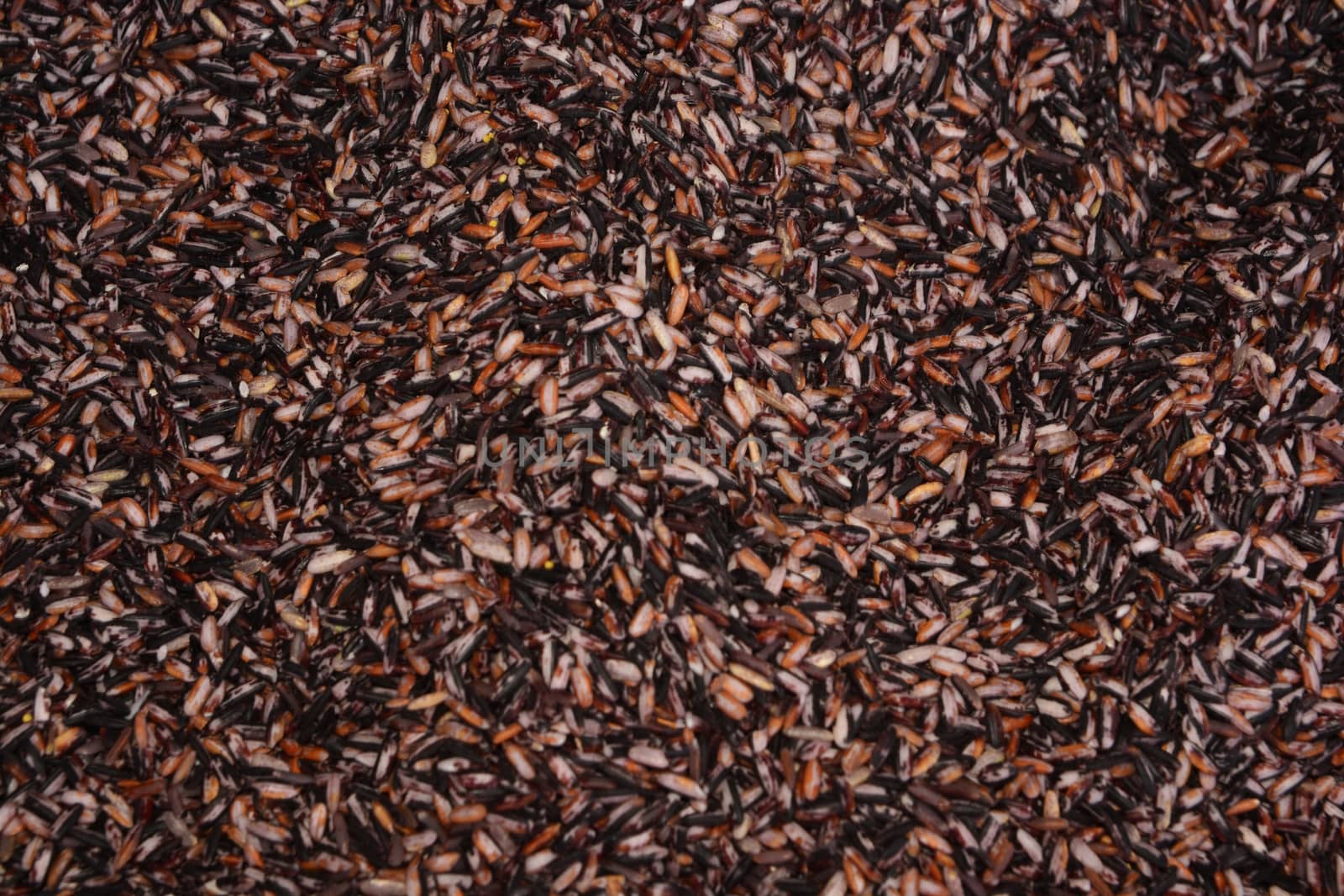 Soft focus of Aromatic Black Rice or Rice Berry, note select focus with shallow depth of field