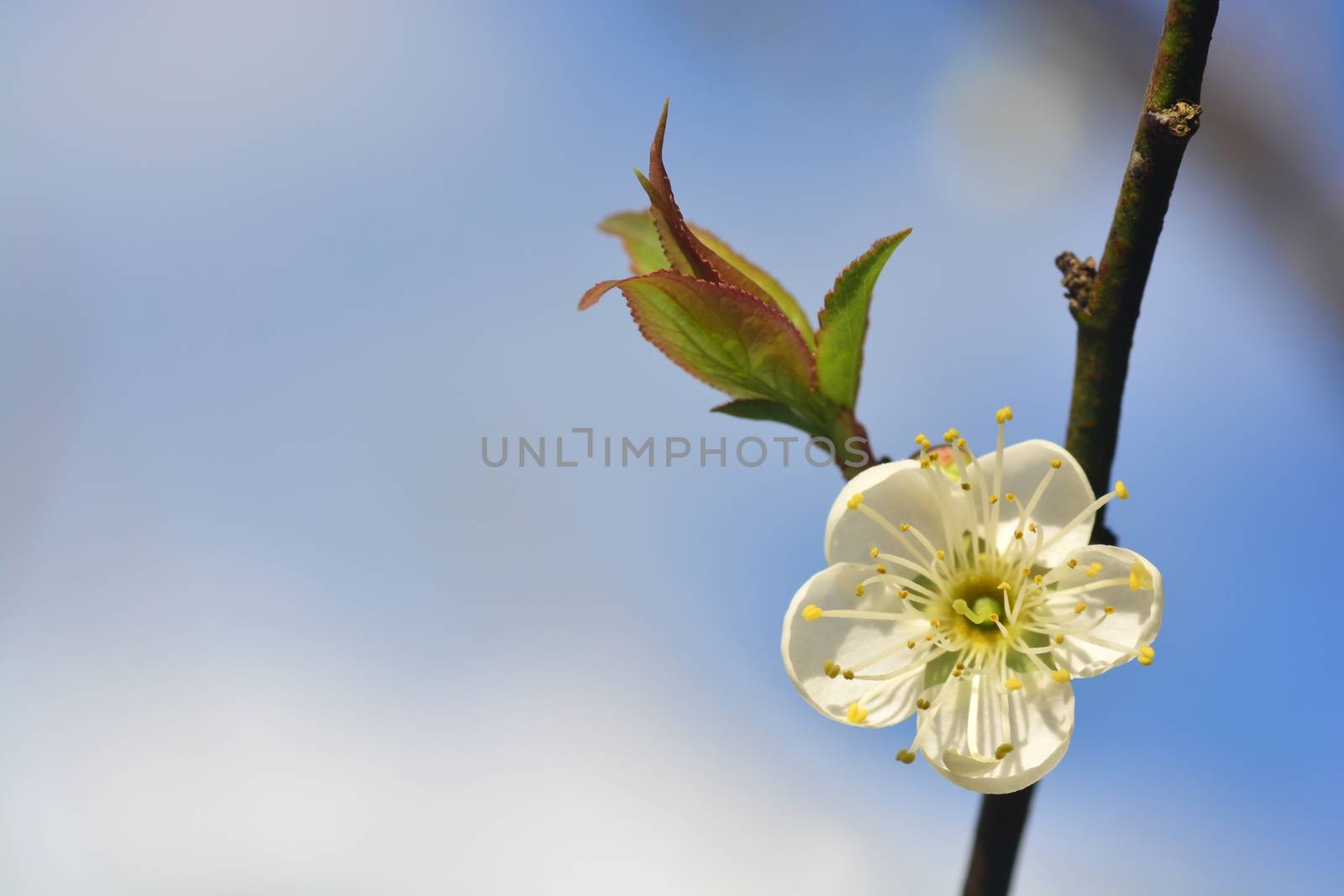 Blooming White Chinese plum flower or Japanese apricot, Korean green plum, East Asia, is usually called plum blossom