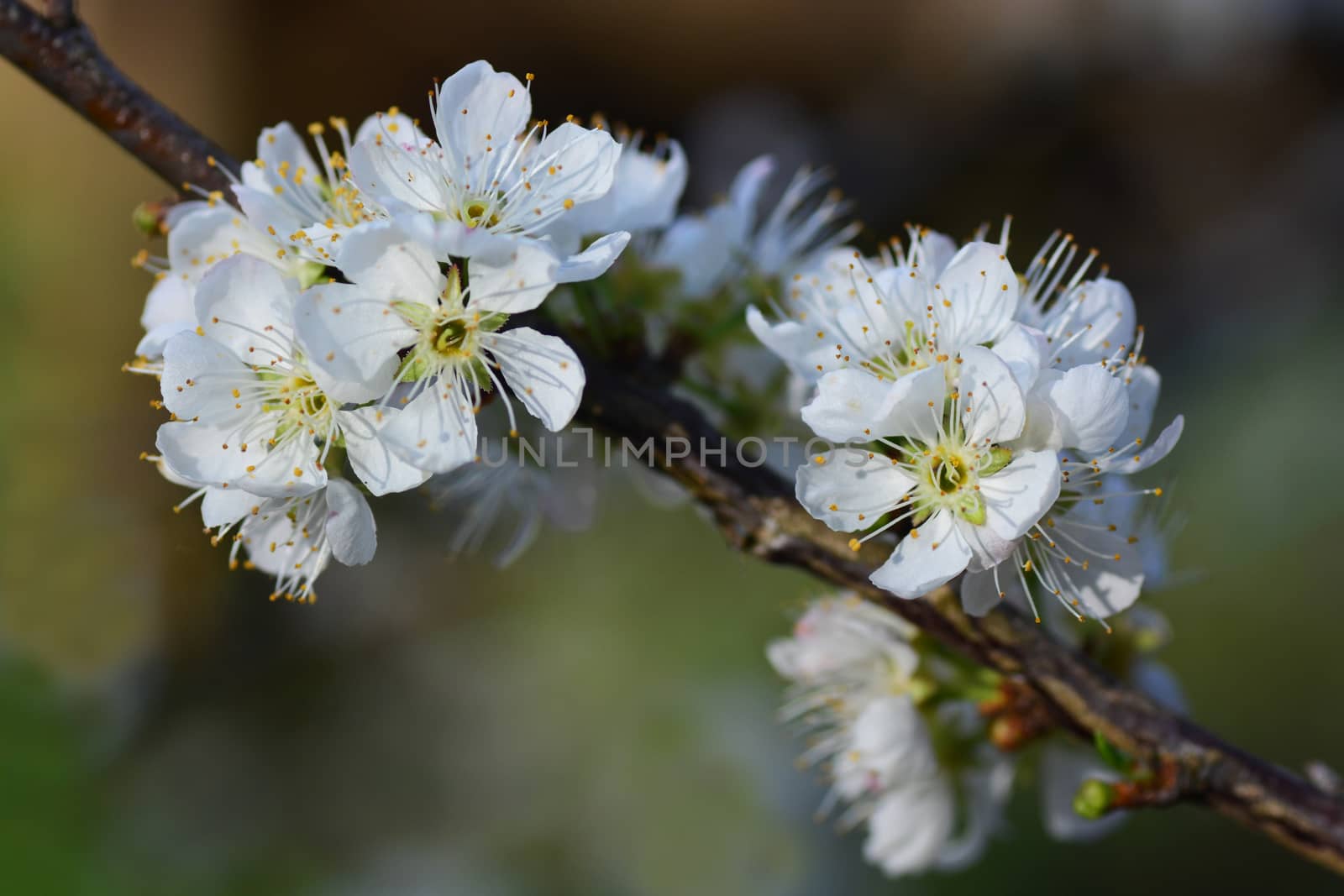 Blooming White Chinese plum flower or Japanese apricot, Korean green plum by ideation90