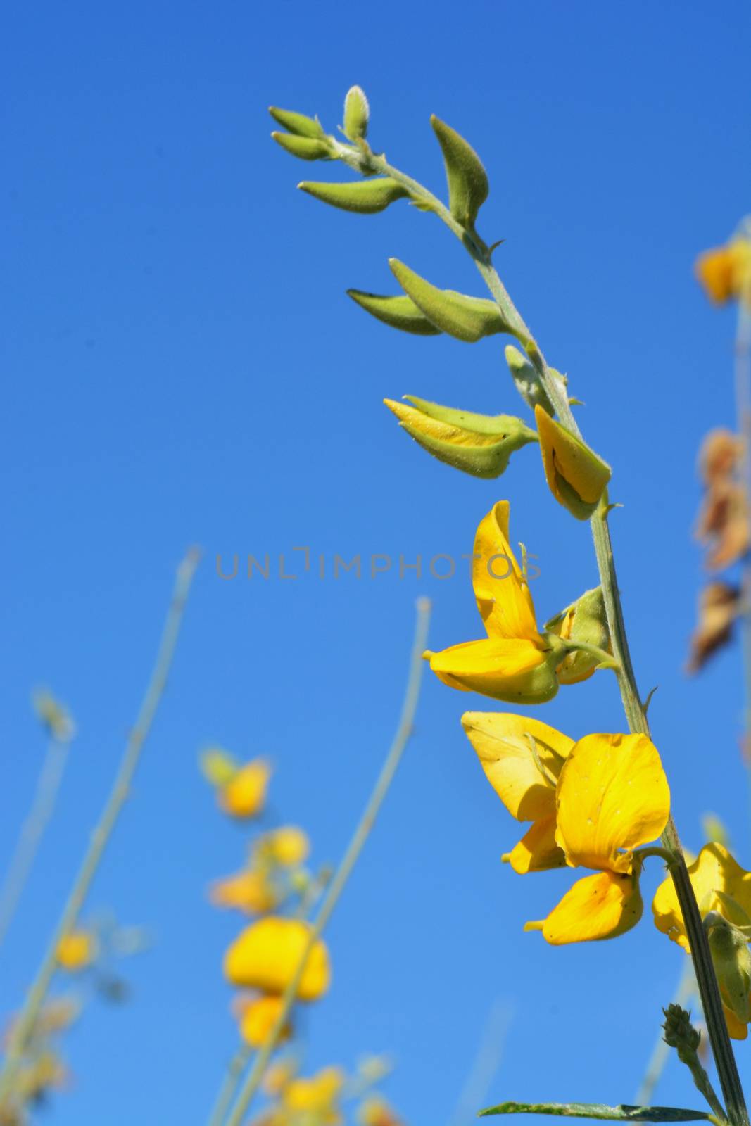 Close up Blooming yellow Sunn hemp flowers or Crotalaria juncea is a tropical Asian plant used for green manure forage, organic soil building and cover crop applications