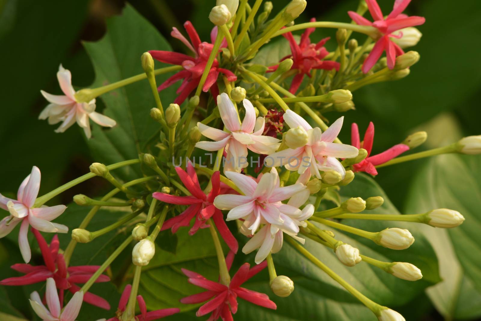 Drunken sailor, Rangoon creeper, Chinese honeysuckle or Combretum indicum, is a vine with red flower clusters and native to tropical Asia.