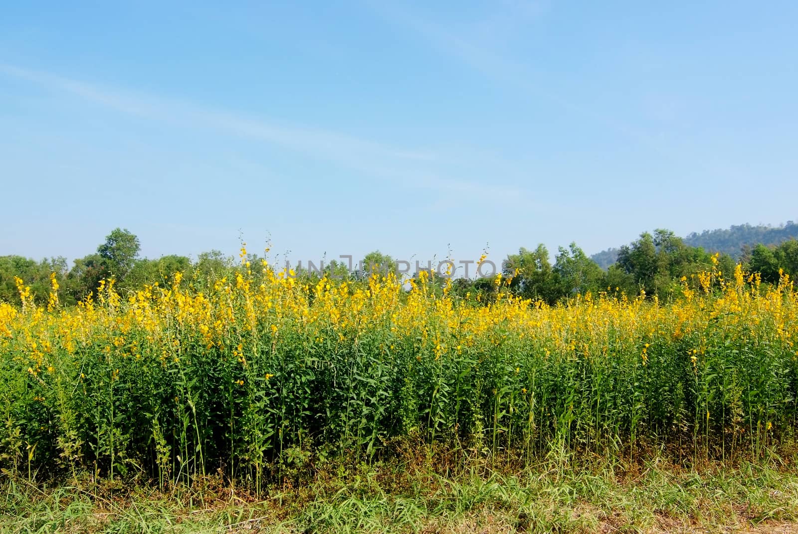 Farm Sunn Hemp flowers, Indian hemp flower field, Madras hemp or Crotalaria juncea is a tropical Asian plant used for green manure forage, organic soil building and cover crop applications