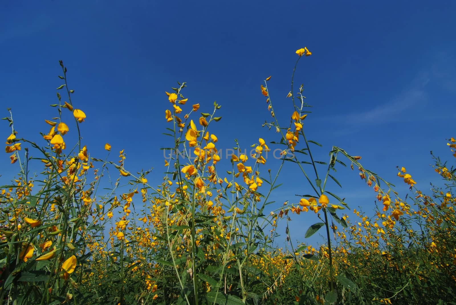 Farm Sunn Hemp flowers, Indian hemp flower field by ideation90