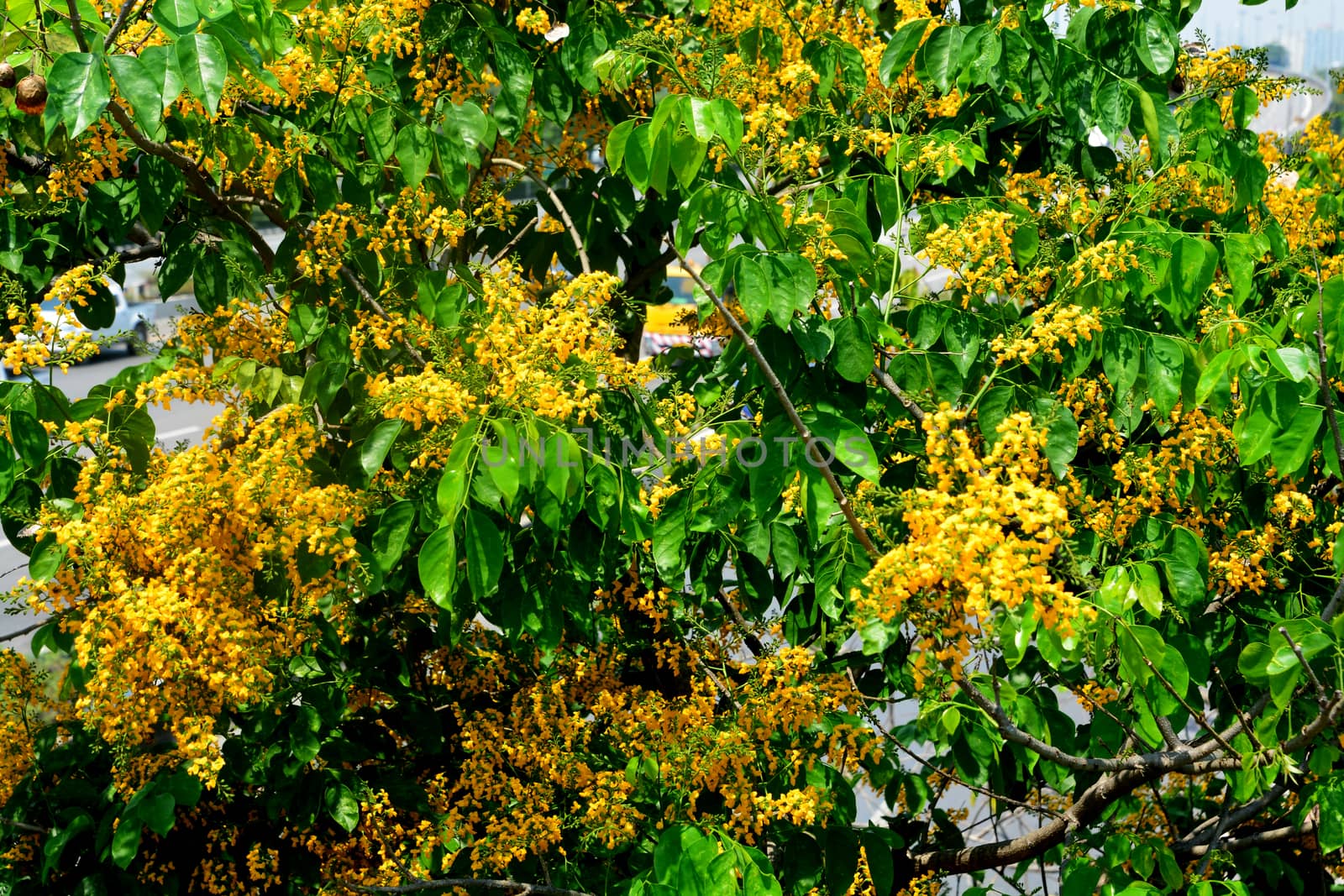 Soft focus of Blooming yellow Burma padauk flowers, Burmese Rosewood flowers  by ideation90