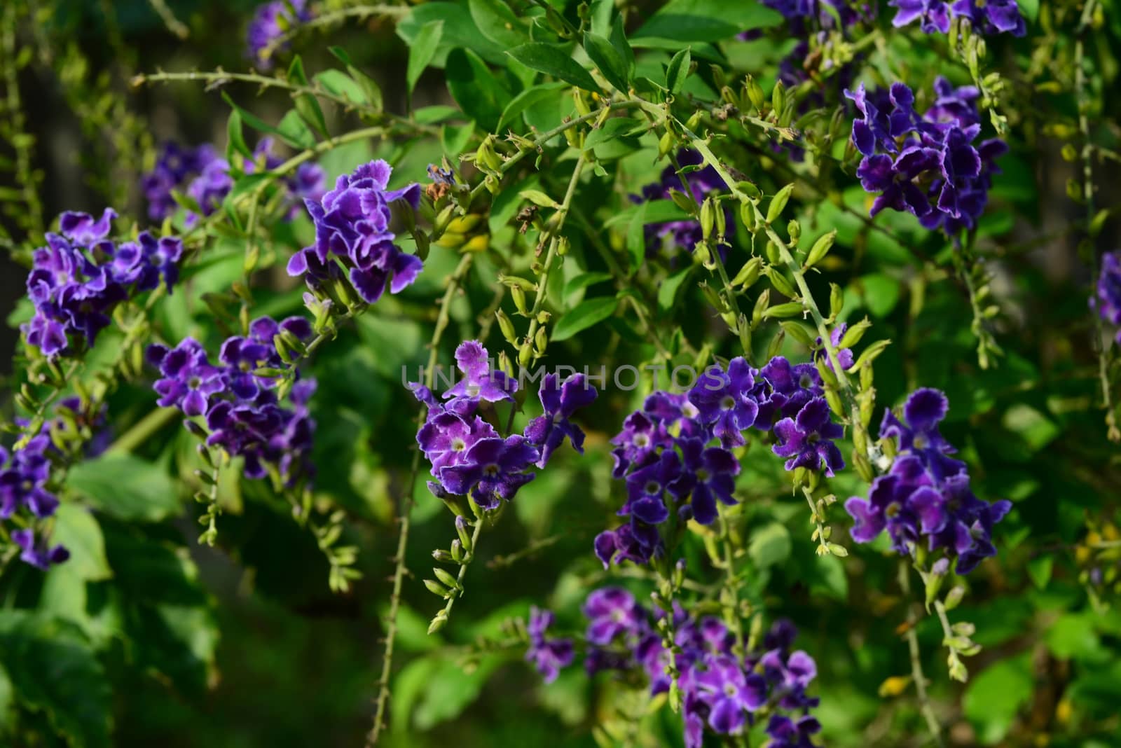 Duranta, Golden Dewdrop, Crepping Sky Flower, Pigeon Berry or Duranta erecta, Purple flower with green leaves background