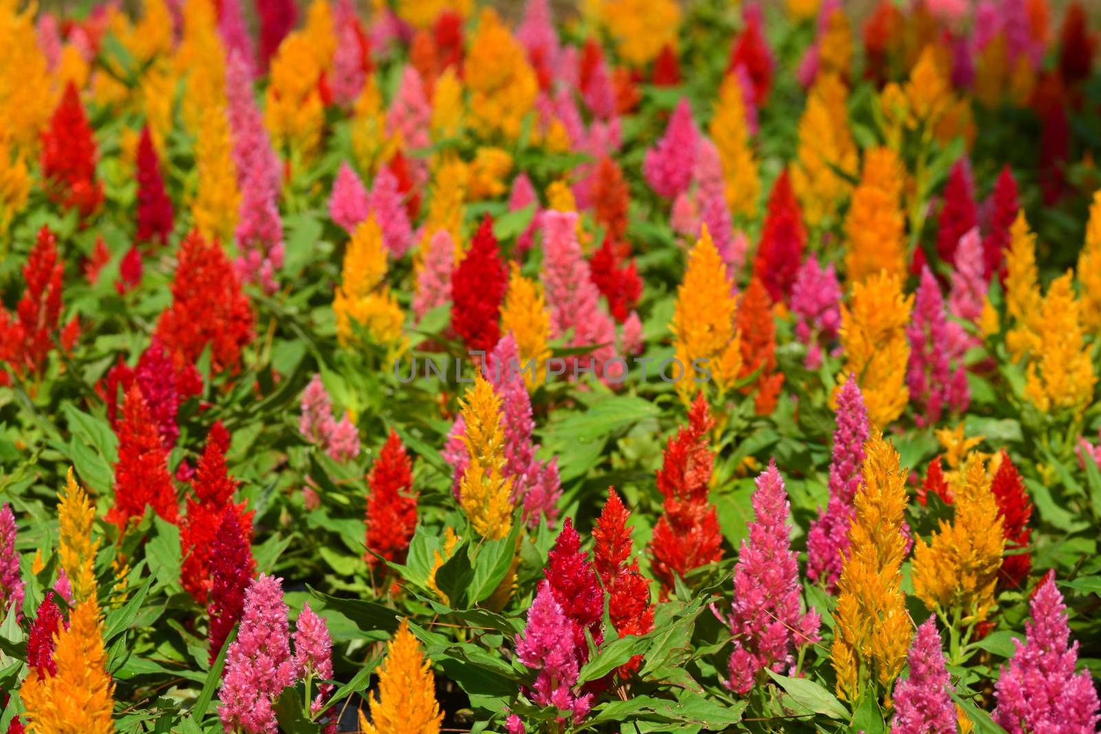 Close up Colorful Blooming Cocks comb, Foxtail amaranth, Celosia Plumosa or Celosia argentea by ideation90