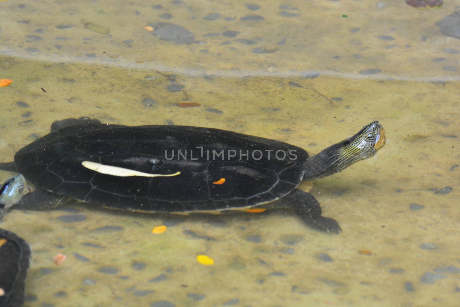 turtles in pond by ideation90