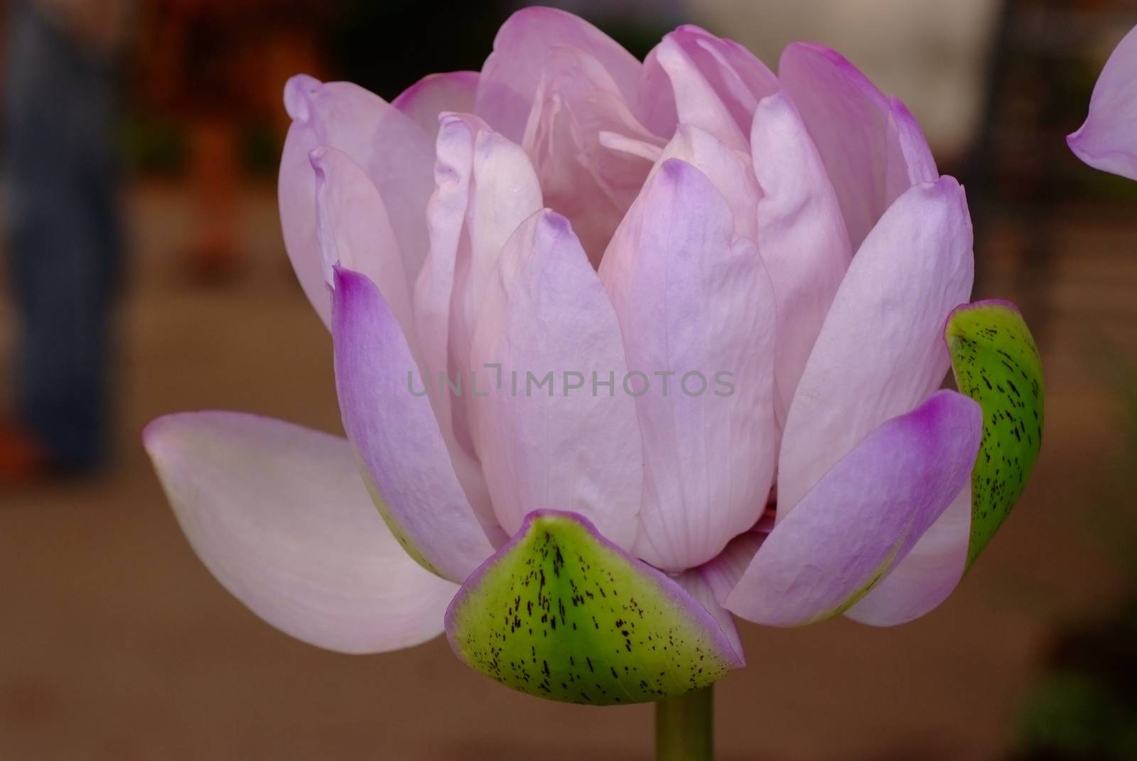 Blooming pink flower of Victoria lotus  by ideation90