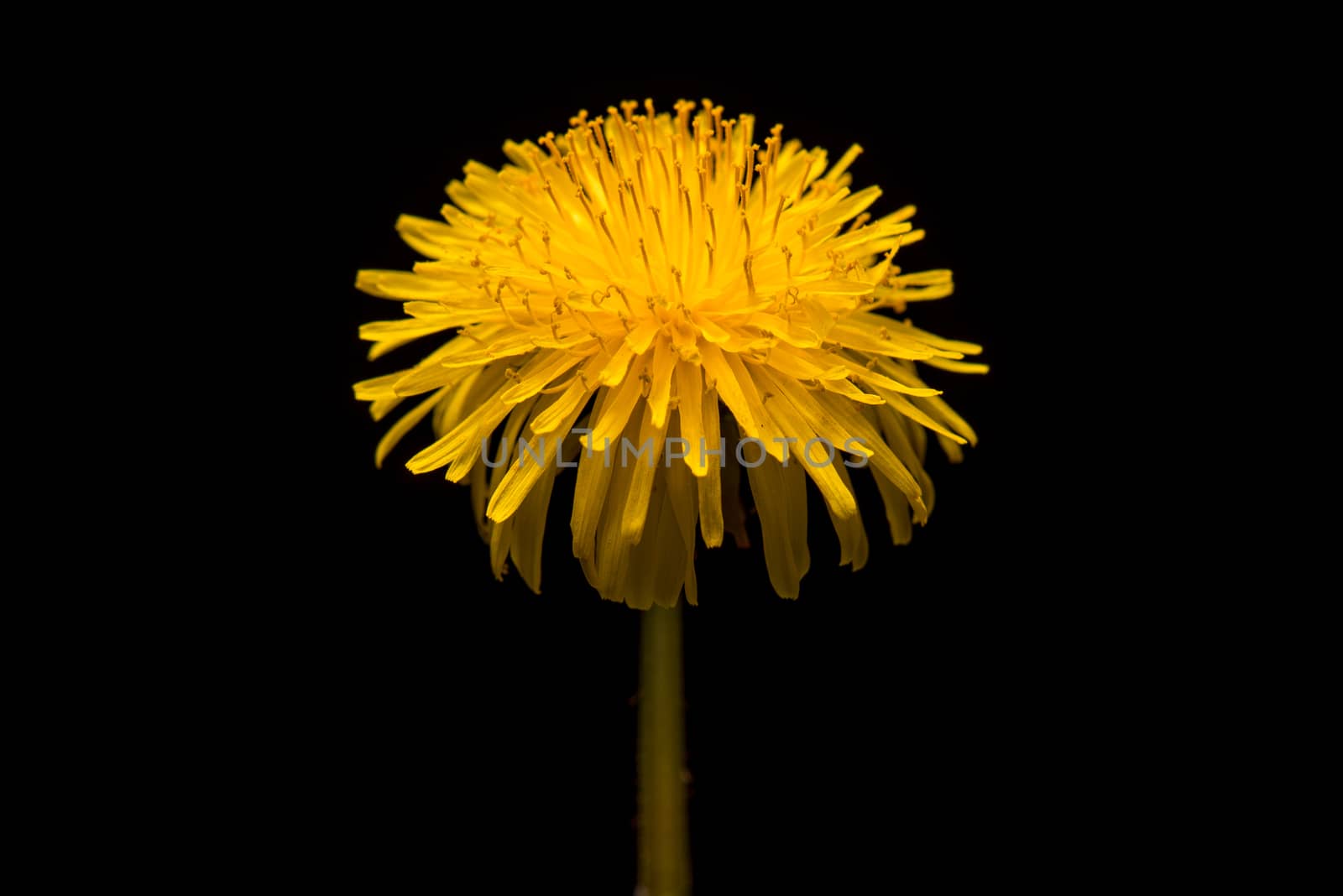 Dandelion flower in studio by fotostok_pdv