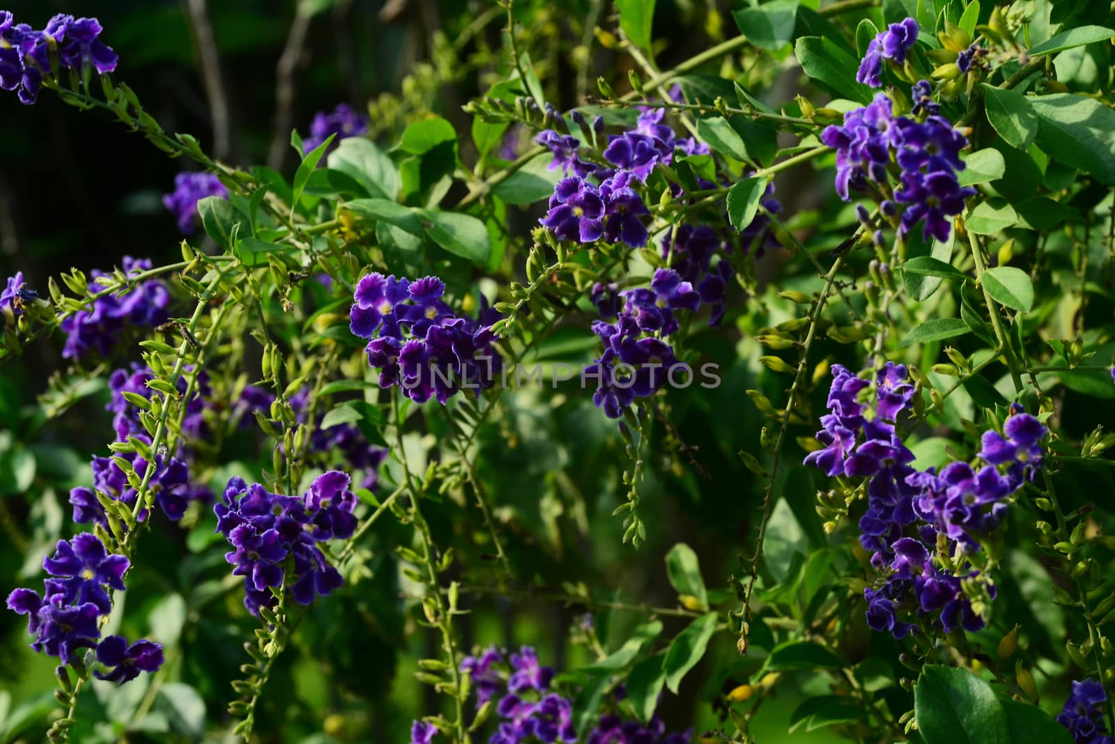Duranta, Golden Dewdrop, Crepping Sky Flower, Pigeon Berry or Duranta erecta, Purple flower with green leaves background