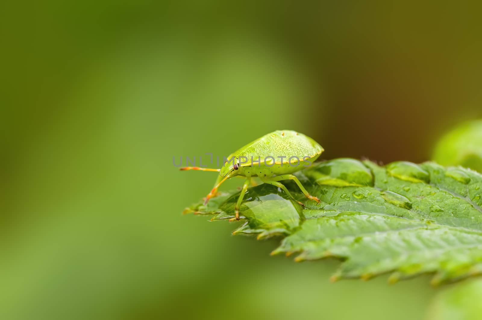 a Small beetle insect on a plant in the meadows