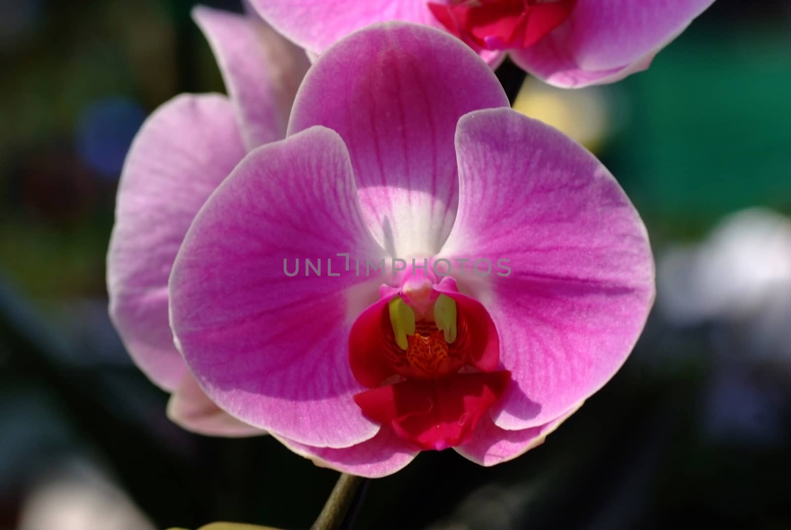 a delicate scarlet pink flower Phalaenopsis orchid plants