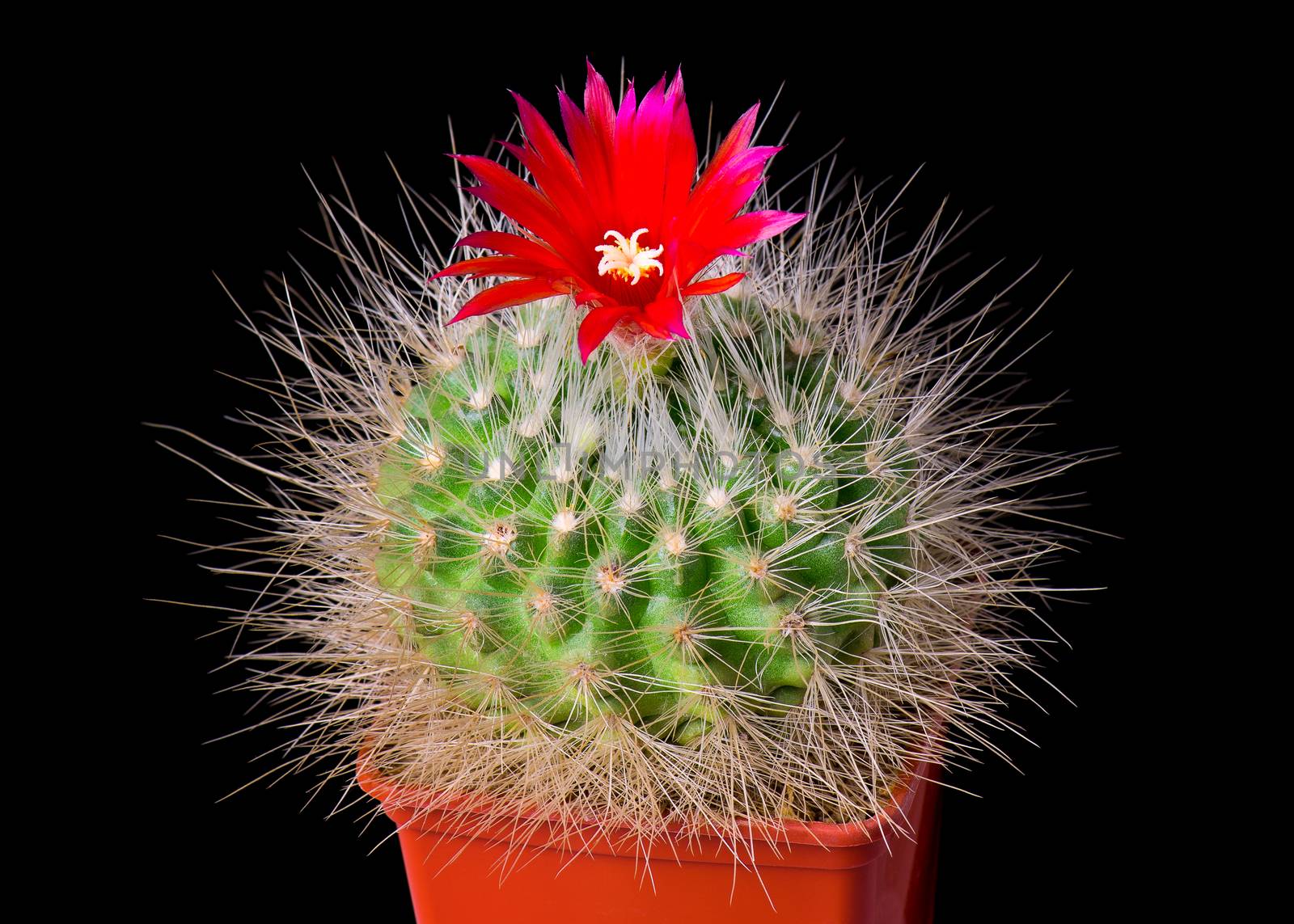 Beautiful cactus or cacti flowers which are in their colorful blooming on black background. Opening red Parodia penicillata.