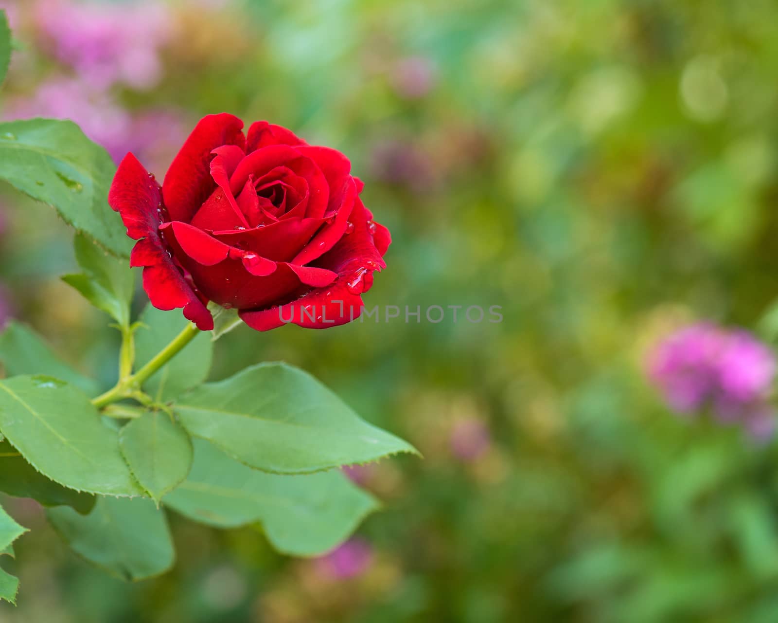 Beautiful red roses in the garden with rain drops of water on the green leaf. Bouquet of roses for Valentine Day - outdoors.