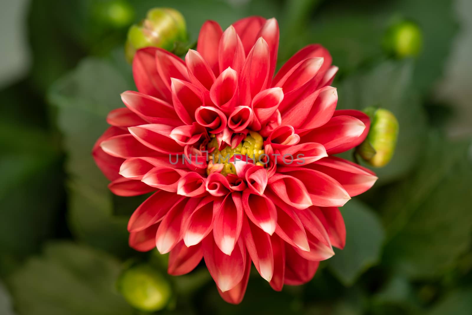 Blooming flower Dalia by fotostok_pdv