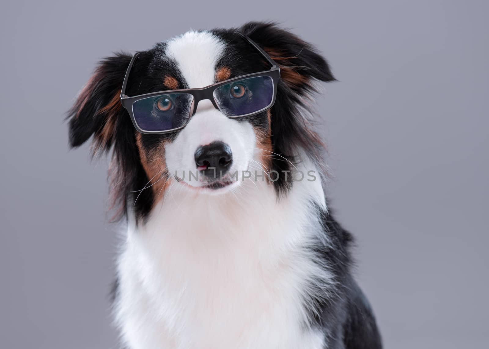 Close up portrait of cute young Australian Shepherd dog with eyeglasses on gray background. Beautiful adult Aussie, looking at camera.