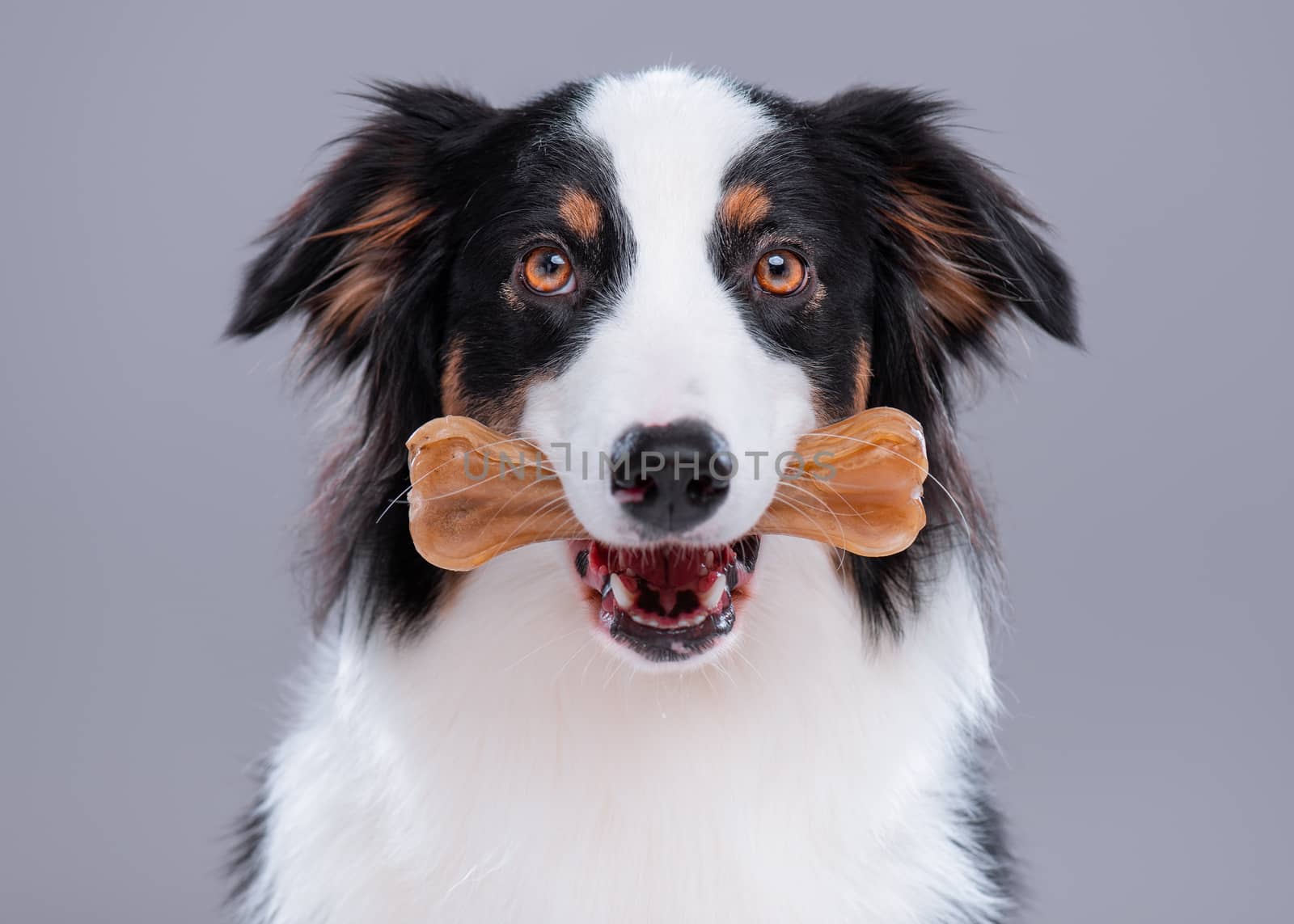 Australian Shepherd dog on gray by fotostok_pdv