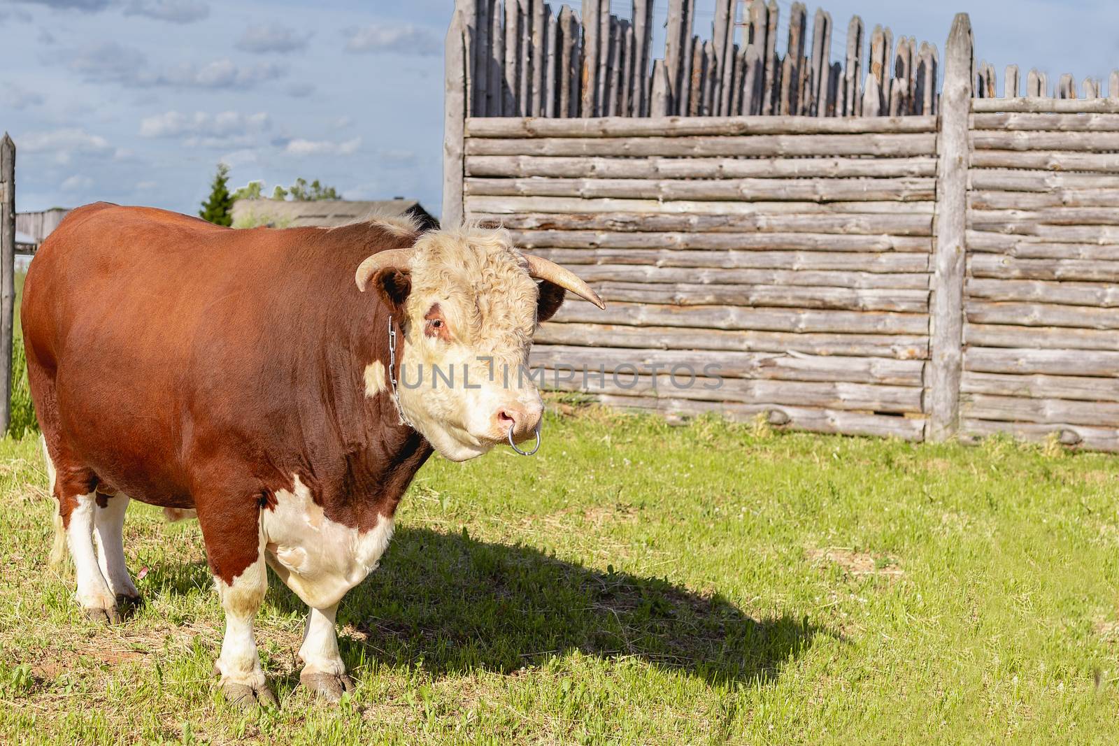 bull. Symbol of 2021. Zodiac sign Taurus. big bull with a ring in its nose, stood majestically in a lush summer meadow by a wooden fence, a milk bull grazing in a green meadow. Landscape, horizontal