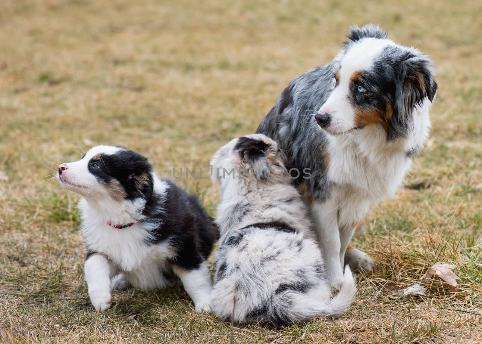 Australian shepherd puppy by fotostok_pdv