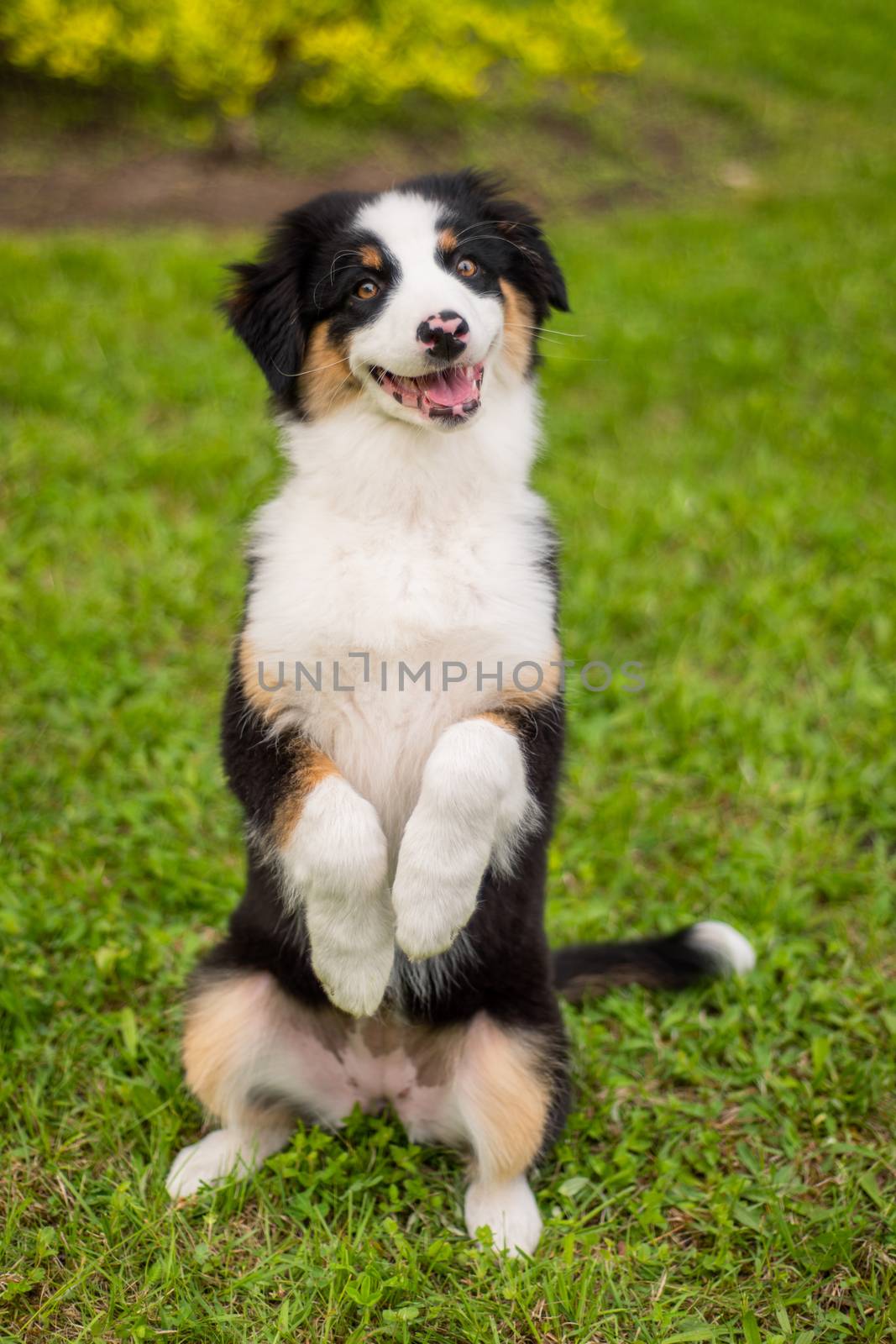 Happy Aussie dog sitting at meadow with green grass in summer or spring. Beautiful Australian shepherd puppy 3 months old. Cute dog enjoy playing at park outdoors.