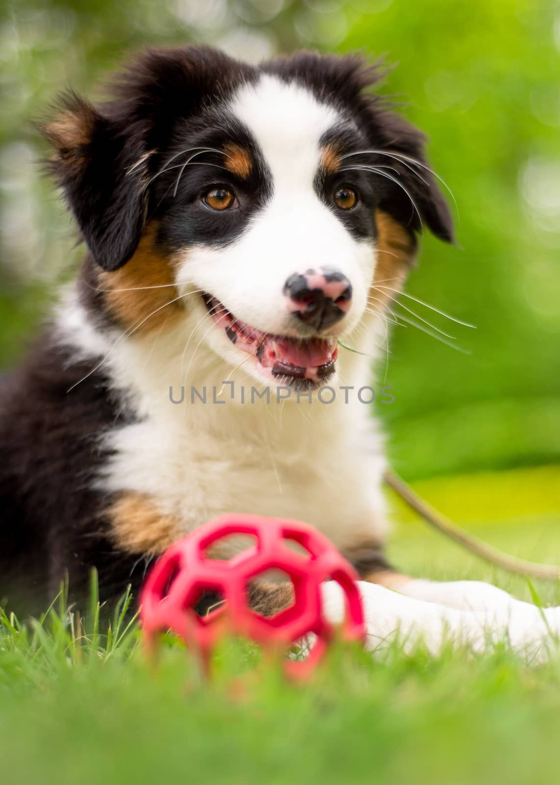 Happy Aussie lying on meadow with green grass in summer or spring. Beautiful Australian shepherd puppy 3 months old - portrait close-up. Cute dog enjoy playing at park outdoors.