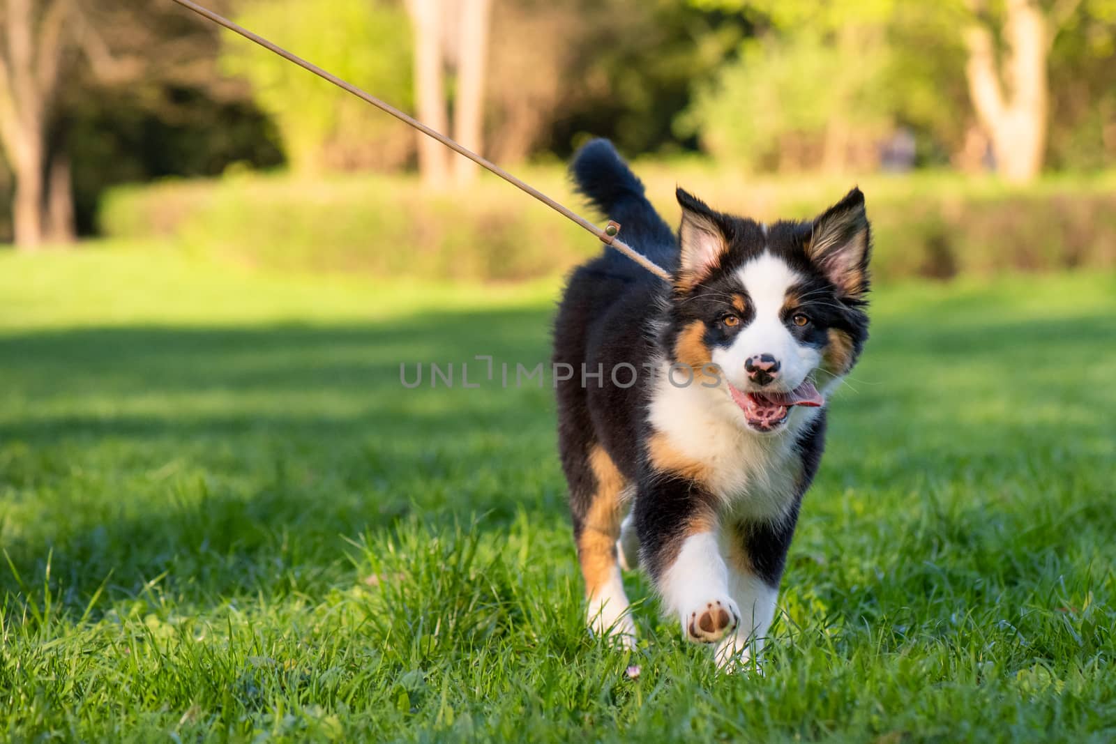 Australian shepherd puppy by fotostok_pdv