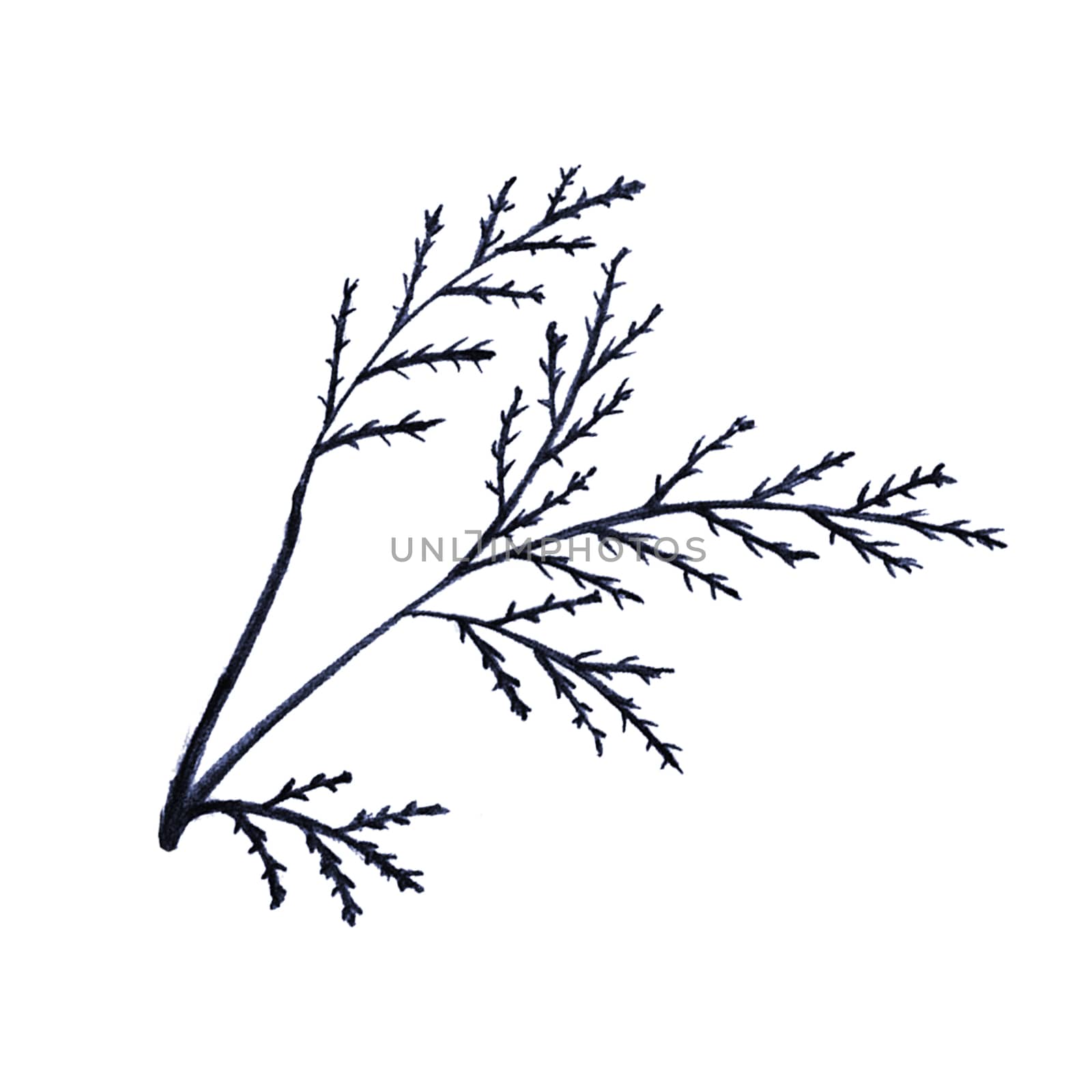 Blue Hand-Drawn Isolated Flower Twig. Monochrome Botanical Plant Illustration in Sketch Style. Thin-leaved Marigolds for Print, Tattoo, Design, Holiday, Wedding and Birthday Card.