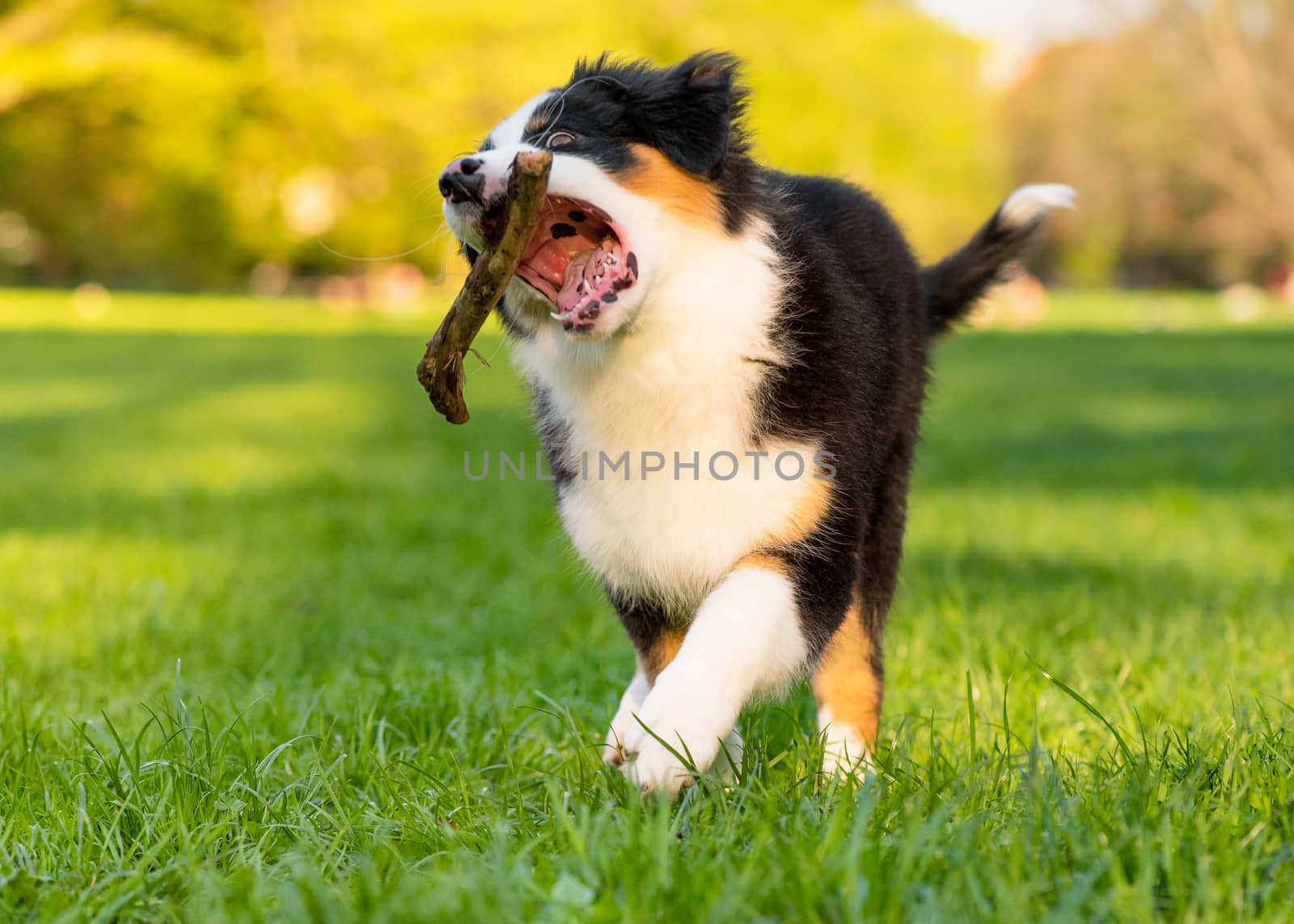 Happy Aussie dog with stick runs on meadow with green grass in summer or spring. Beautiful Australian shepherd puppy 3 months old running towards camera. Cute dog enjoy playing at park outdoors.