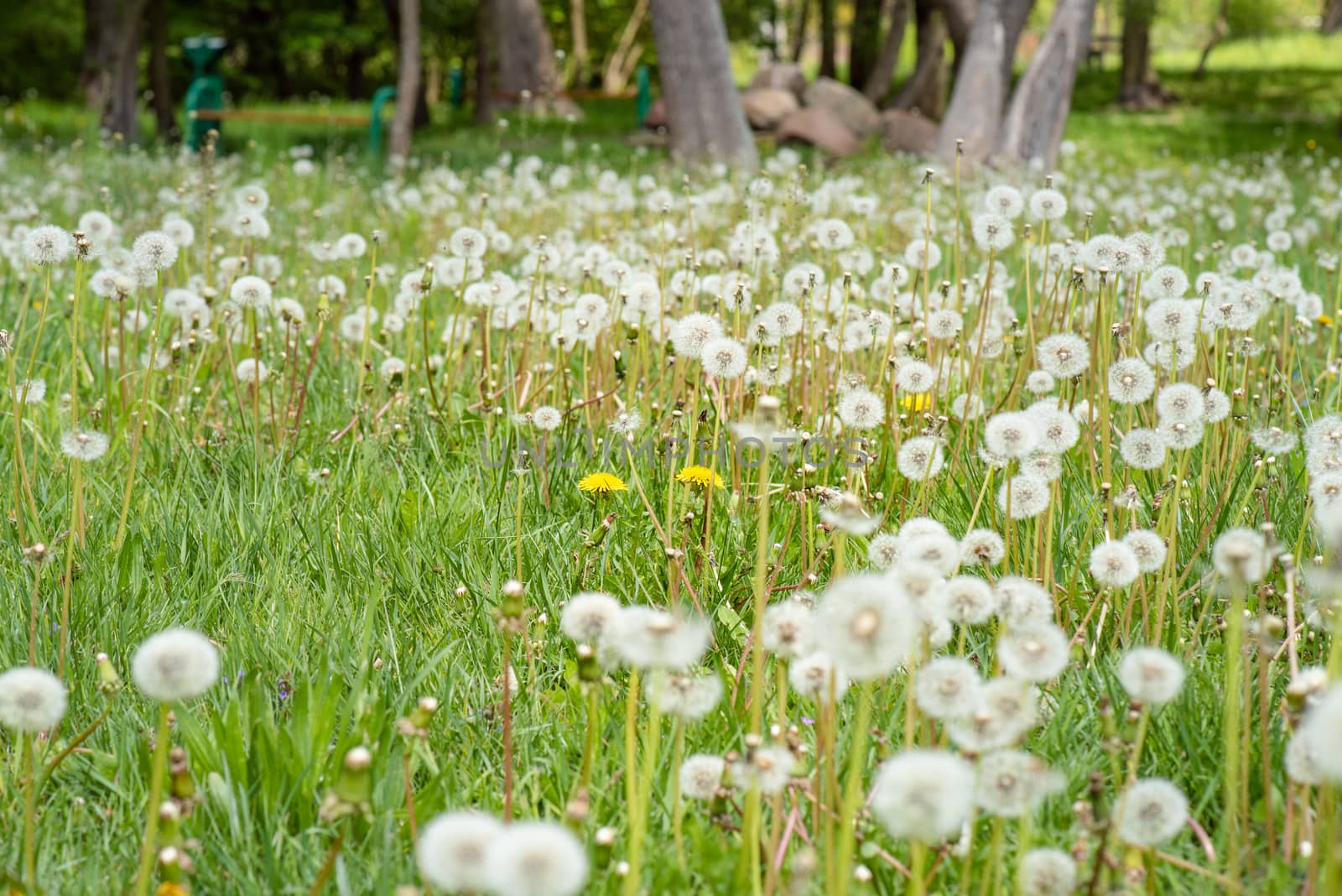 Dandelion flowers on field by fotostok_pdv