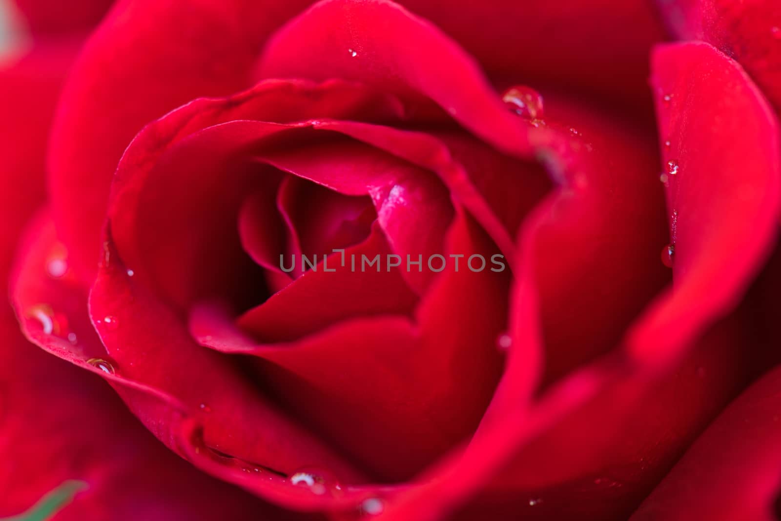 Beautiful red roses by fotostok_pdv