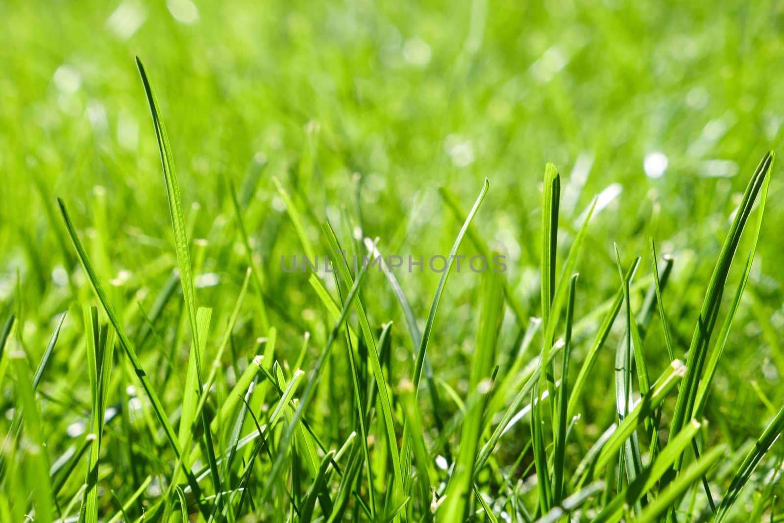 Fresh green grass. Background of green grass. Green plant surface background texture. Nature spring grass background. Area of short unmown grass in yard garden park side view. Close-up. Green flooring